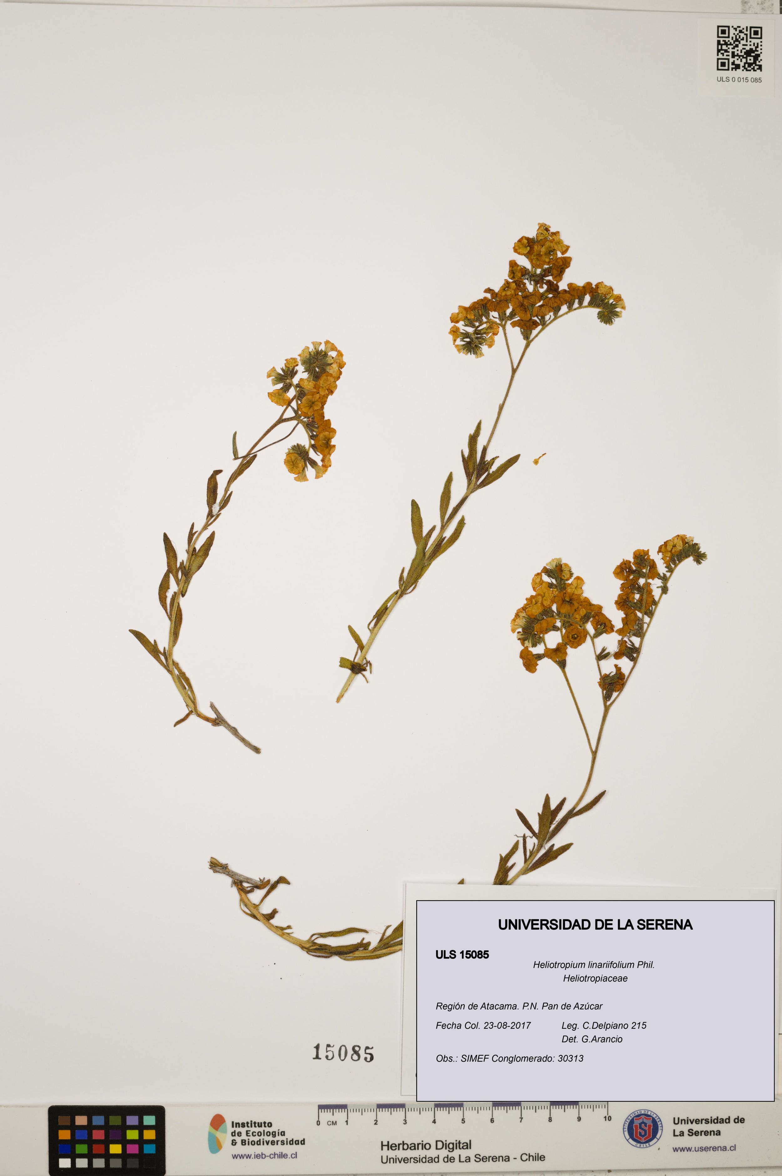 Heliotropium linariifolium [Espécimen: ]