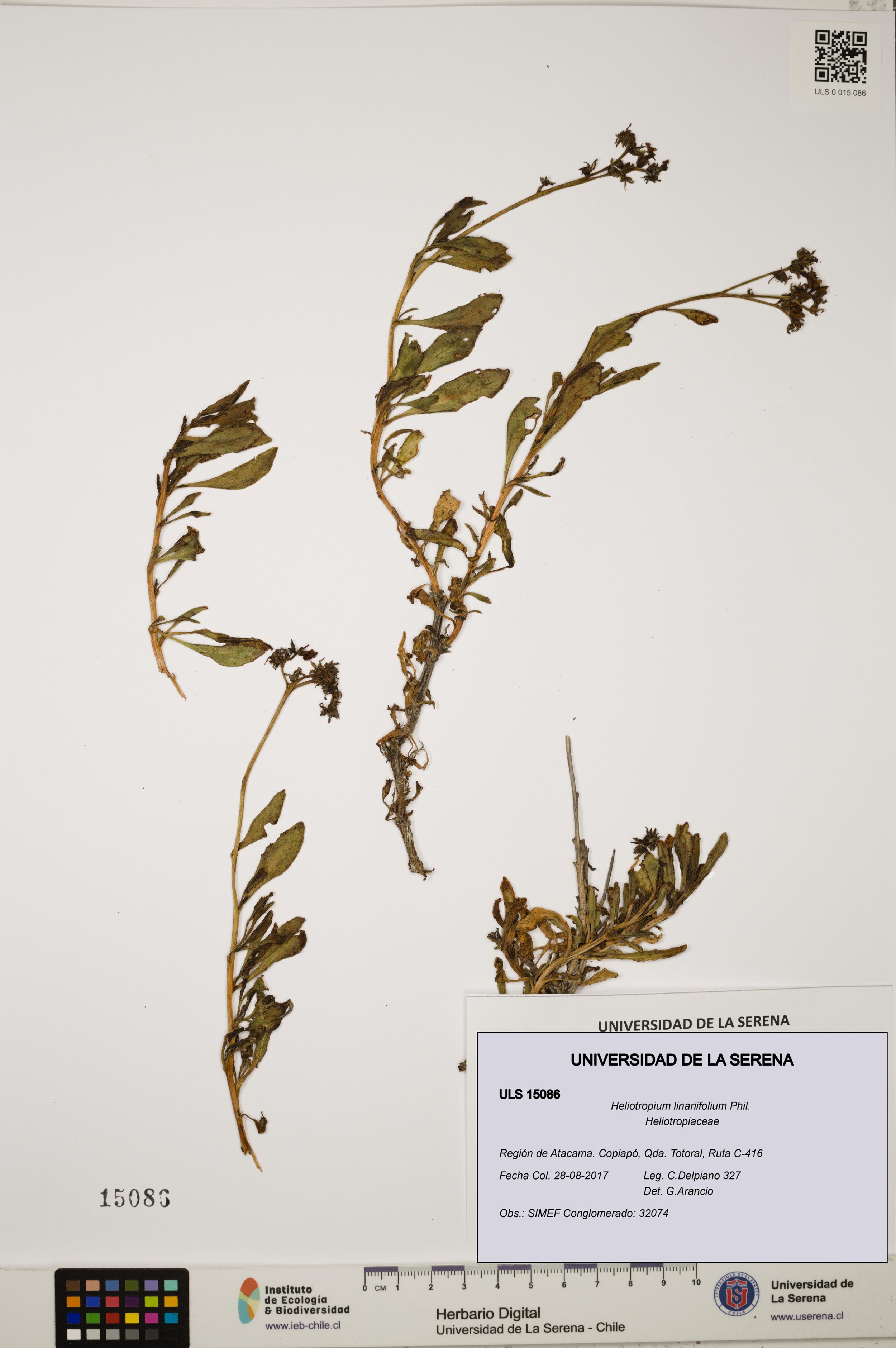 Heliotropium linariifolium [Espécimen: ]