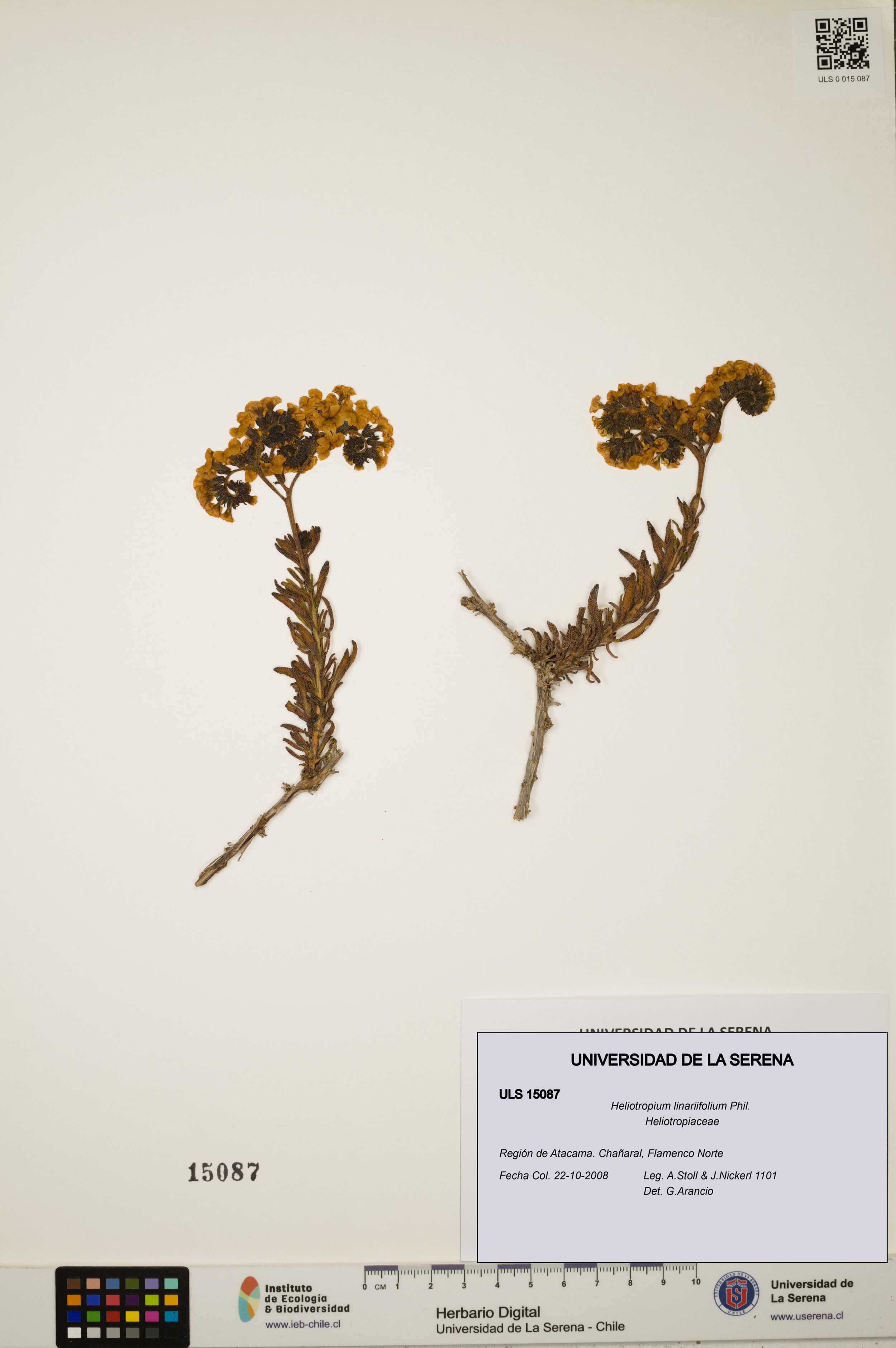 Heliotropium linariifolium [Espécimen: ]