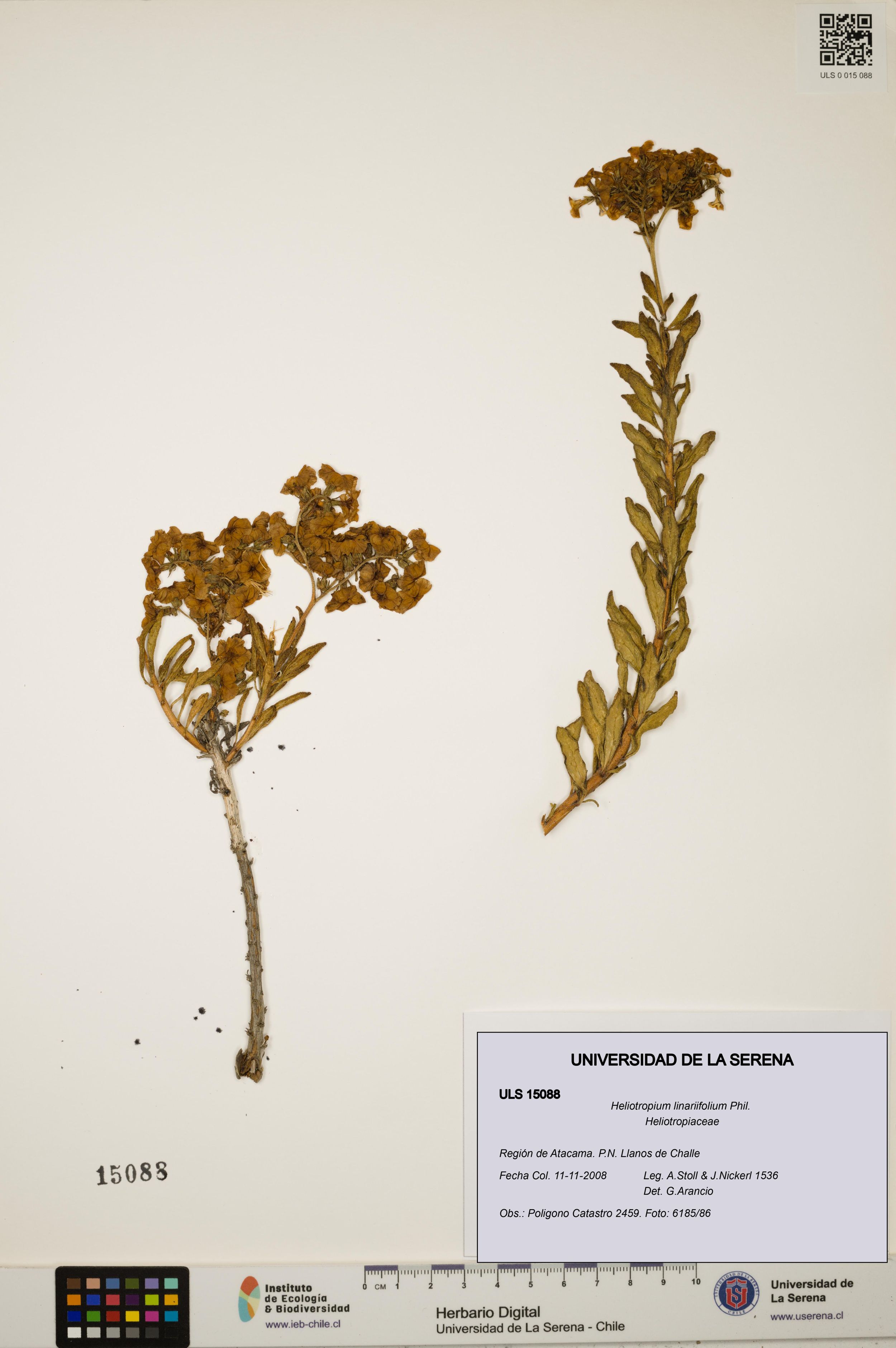 Heliotropium linariifolium [Espécimen: ]