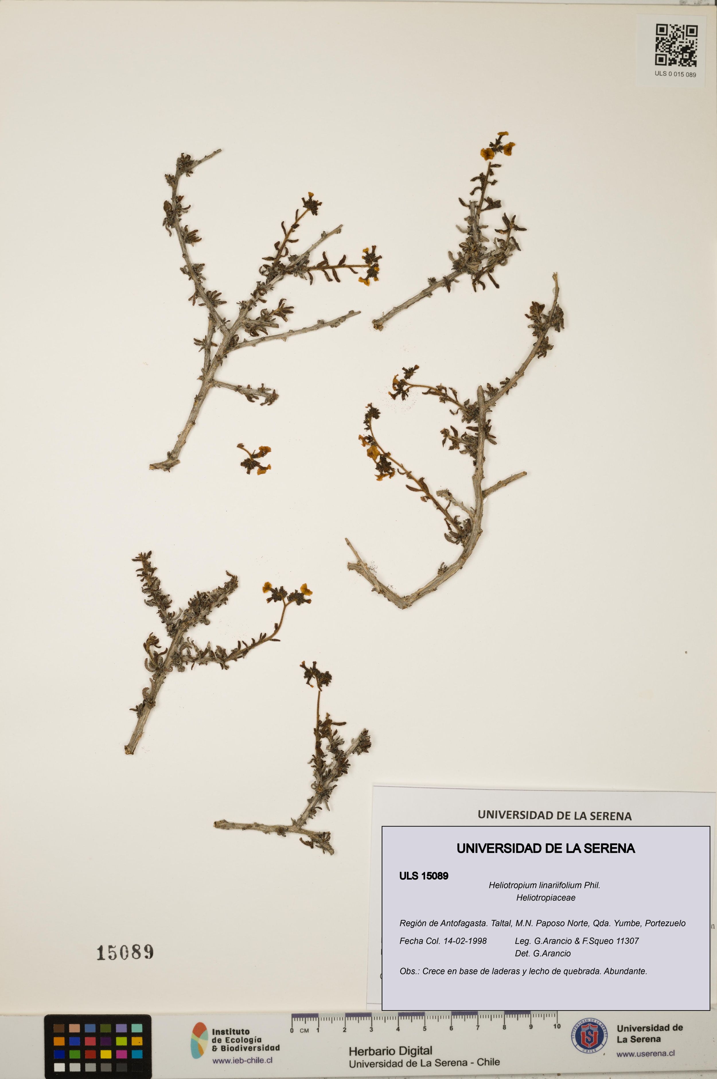 Heliotropium linariifolium [Espécimen: ]
