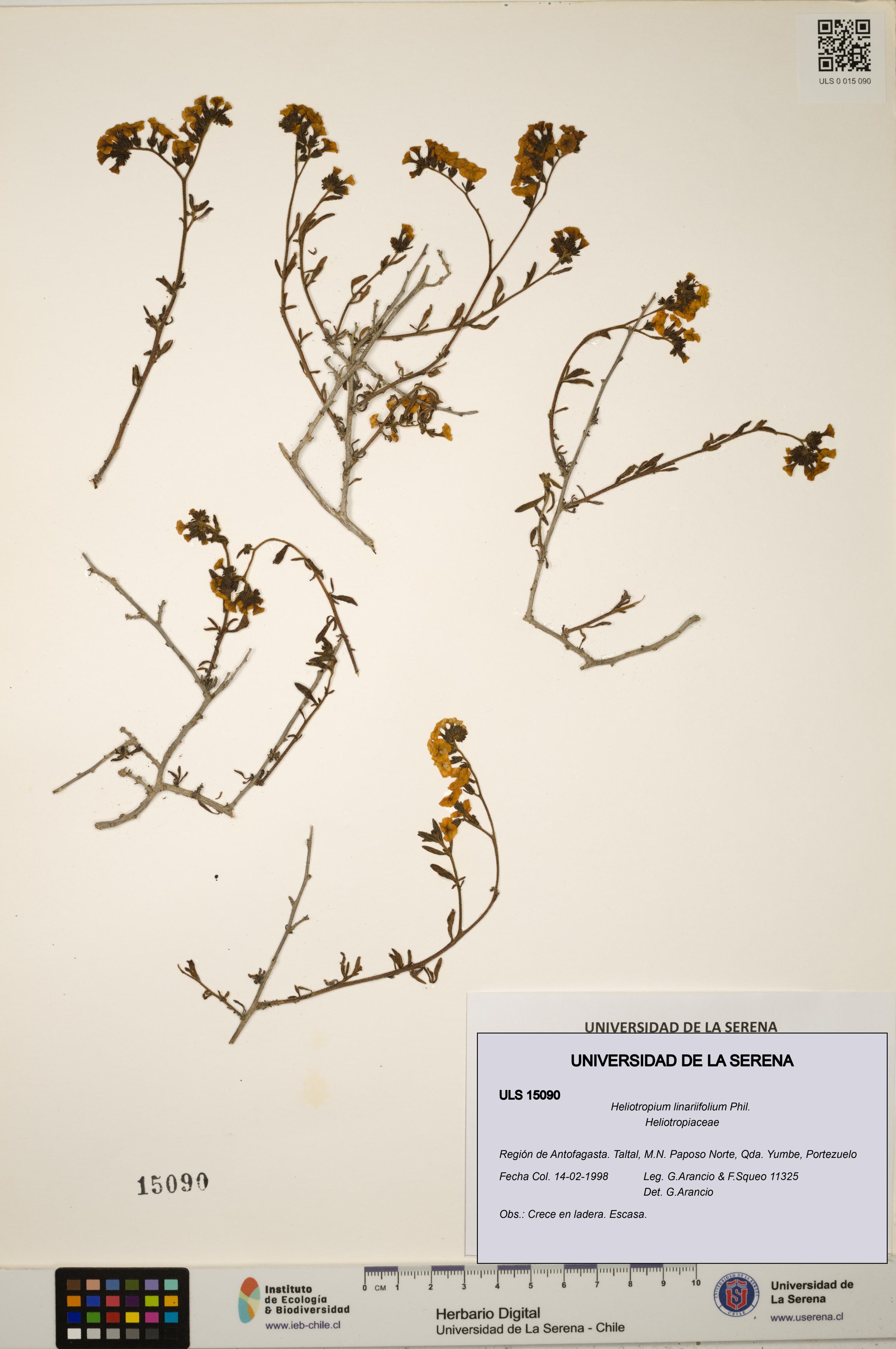 Heliotropium linariifolium [Espécimen: ]