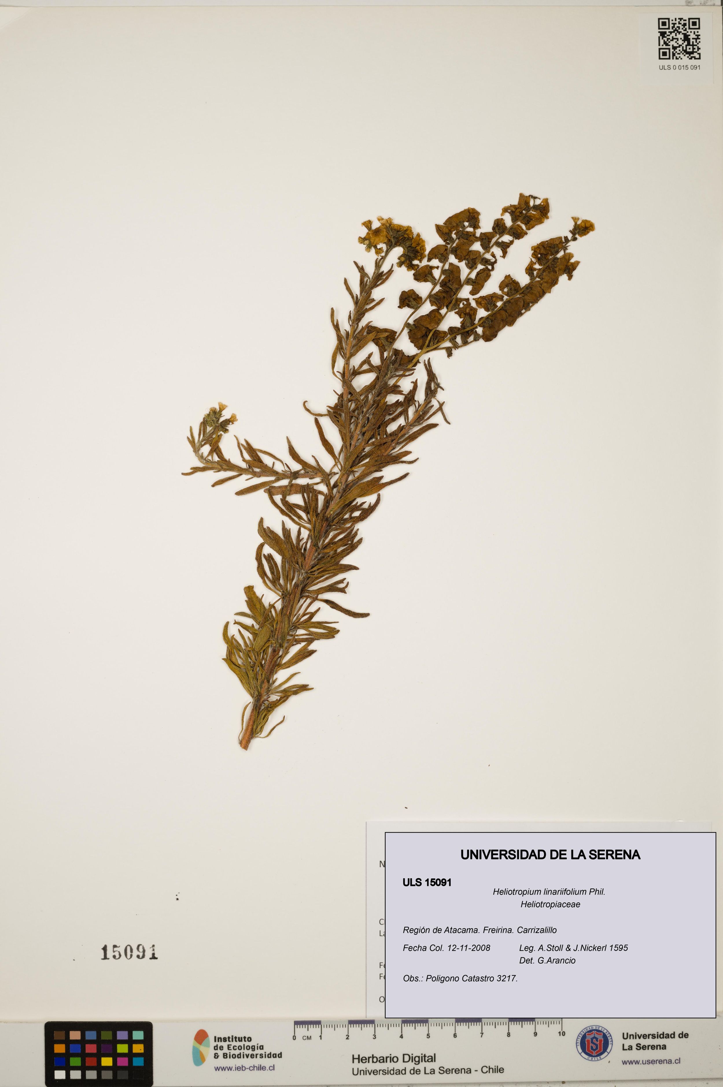 Heliotropium linariifolium [Espécimen: ]