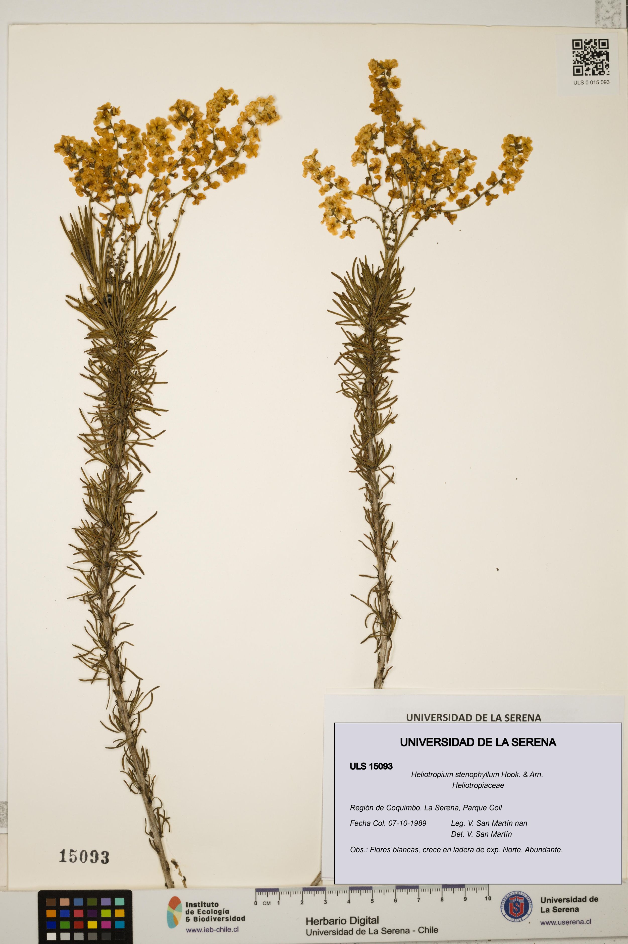 Heliotropium stenophyllum [Espécimen: ]
