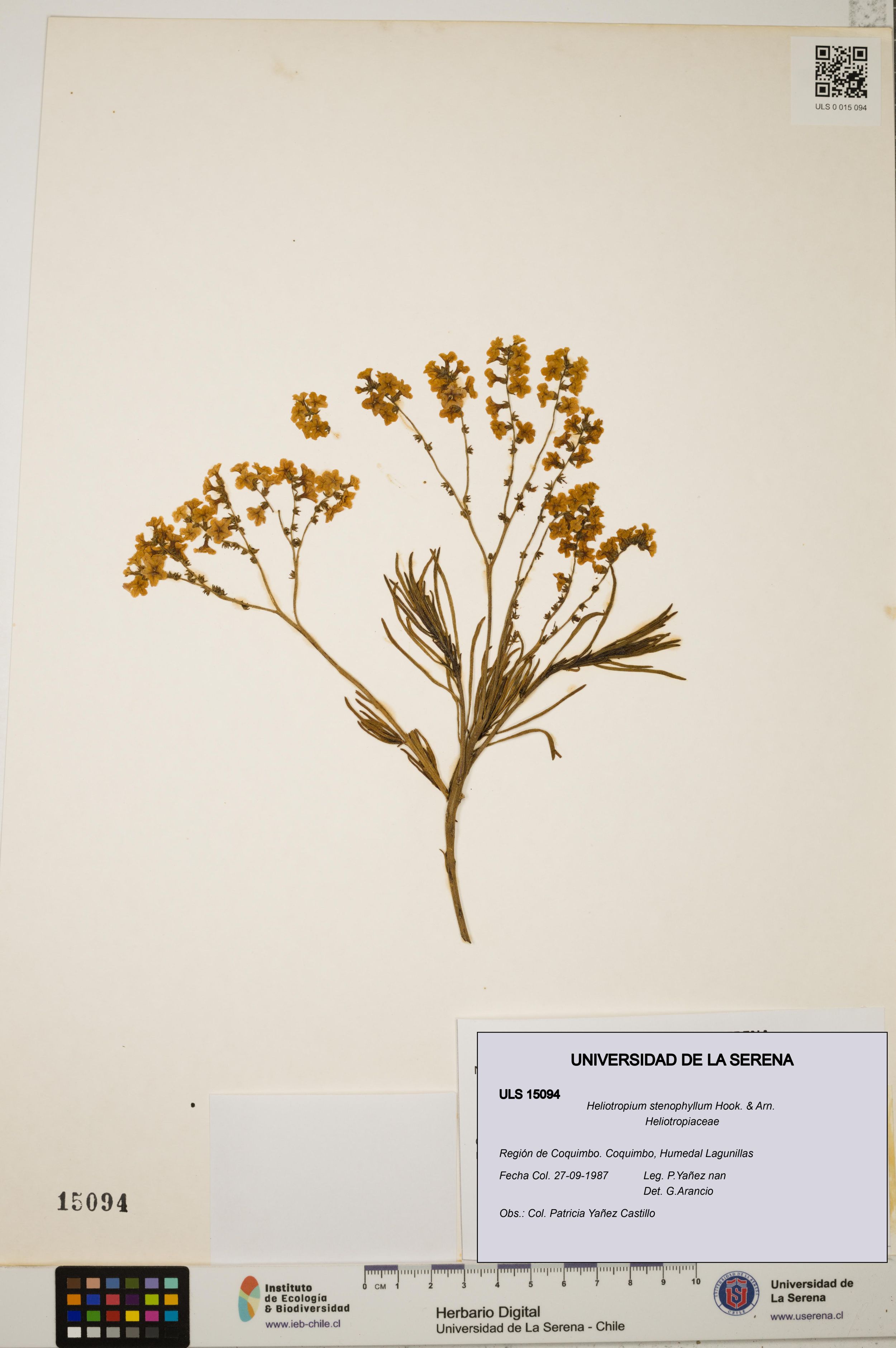 Heliotropium stenophyllum [Espécimen: ]