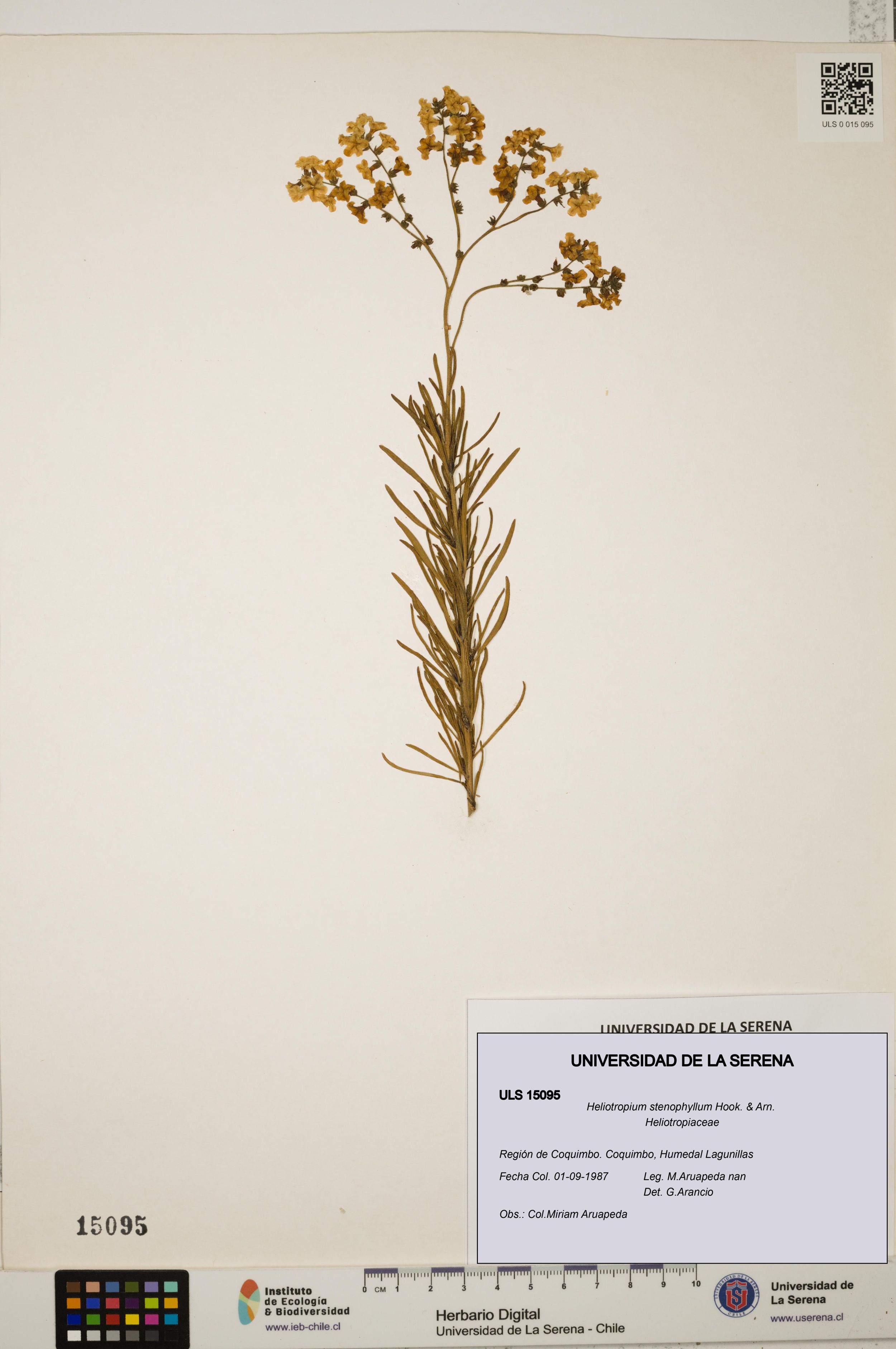 Heliotropium stenophyllum [Espécimen: ]