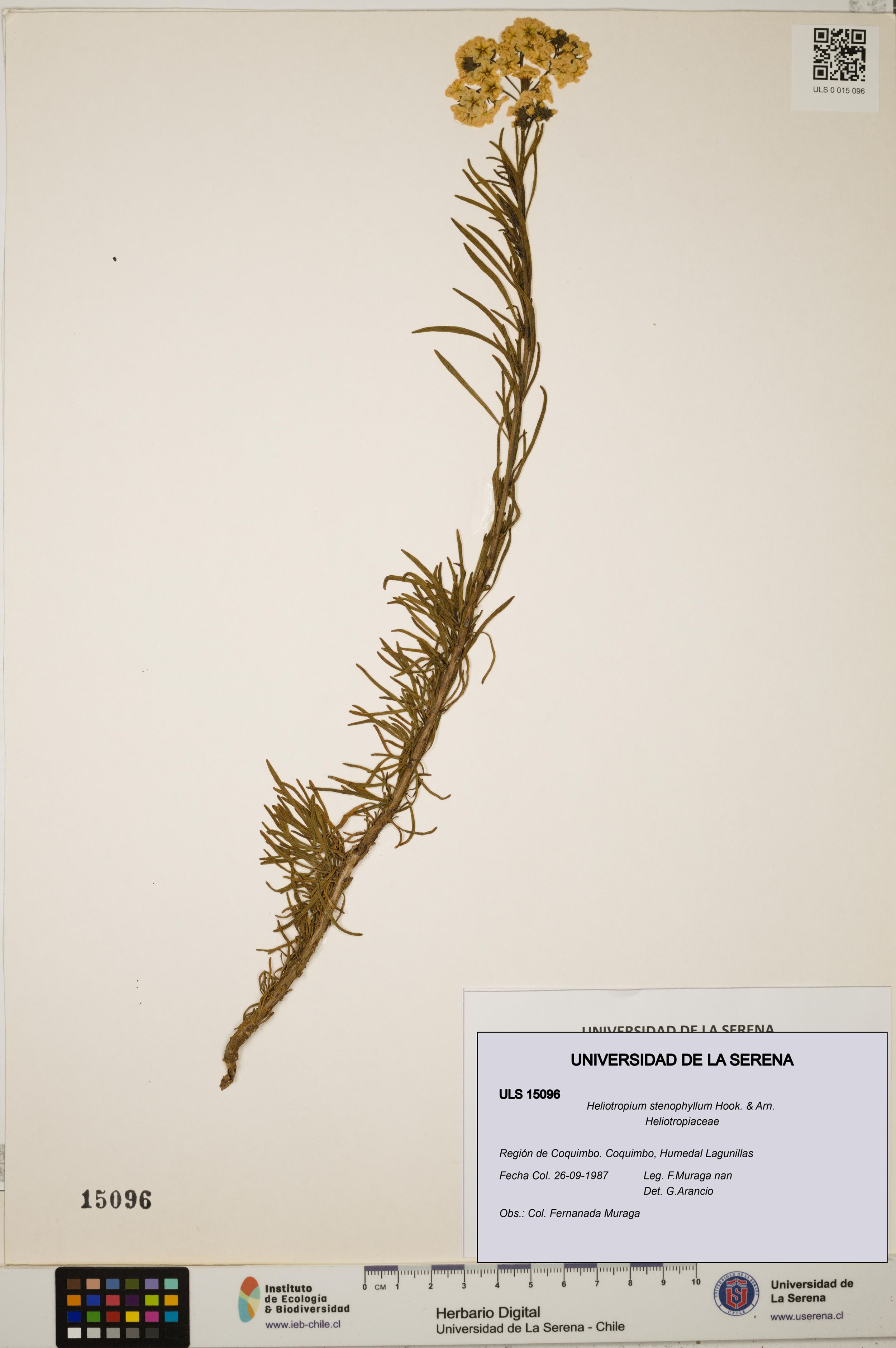 Heliotropium stenophyllum [Espécimen: ]
