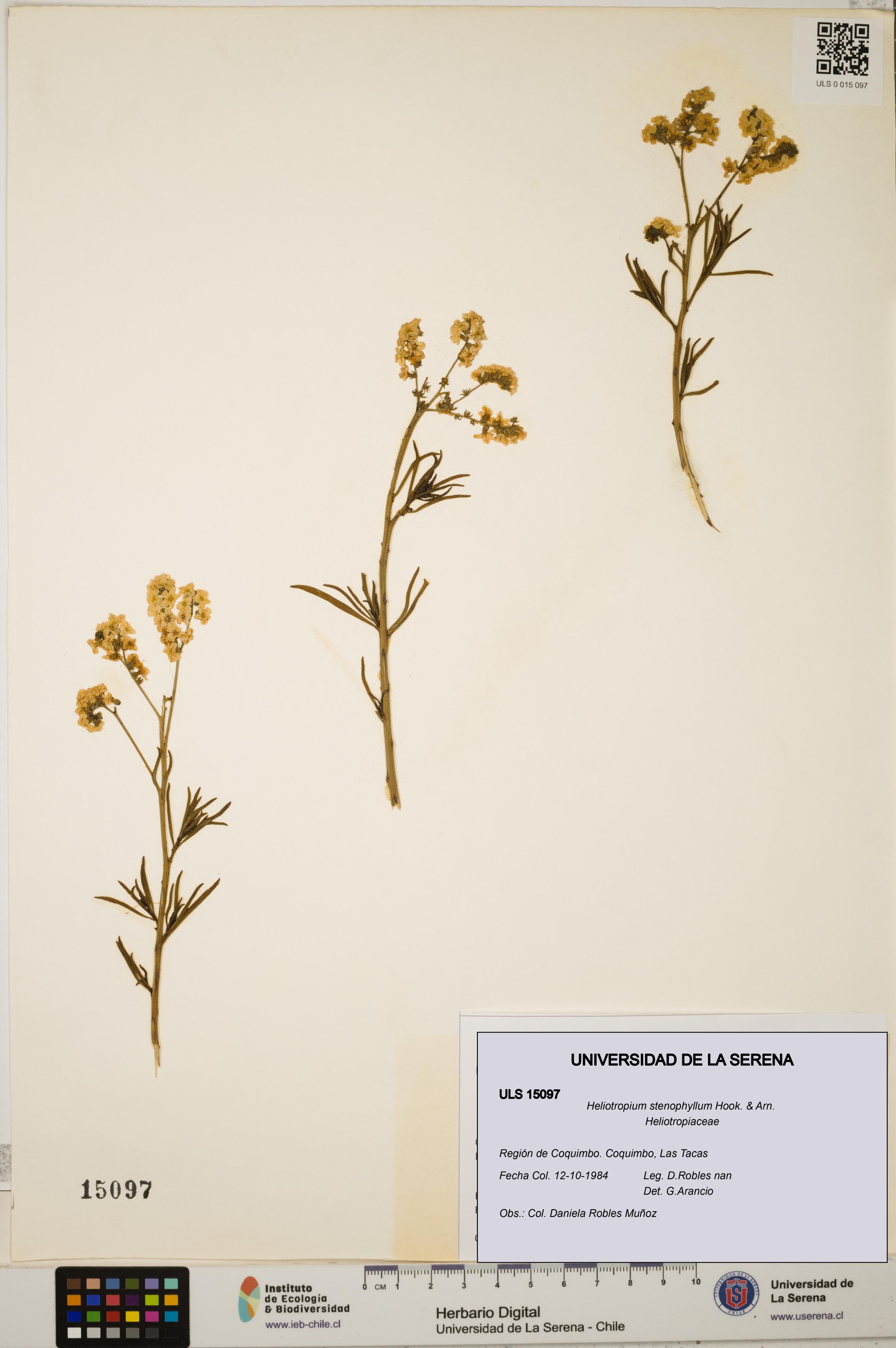Heliotropium stenophyllum [Espécimen: ]