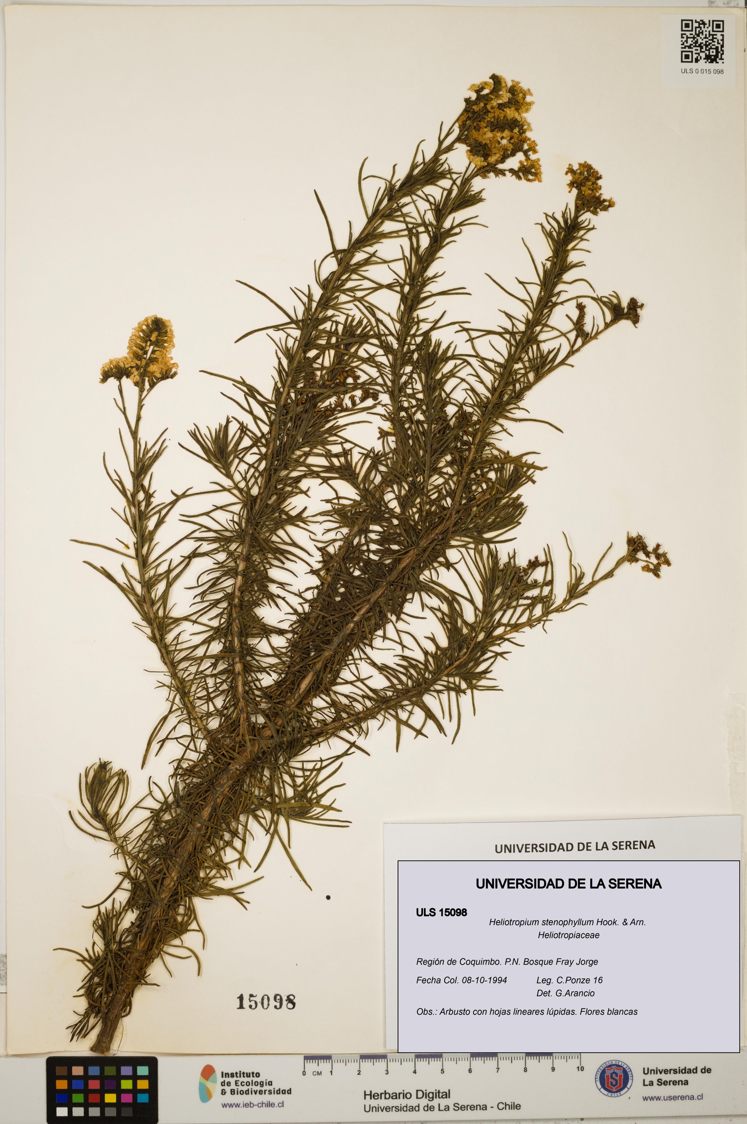 Heliotropium stenophyllum [Espécimen: ]