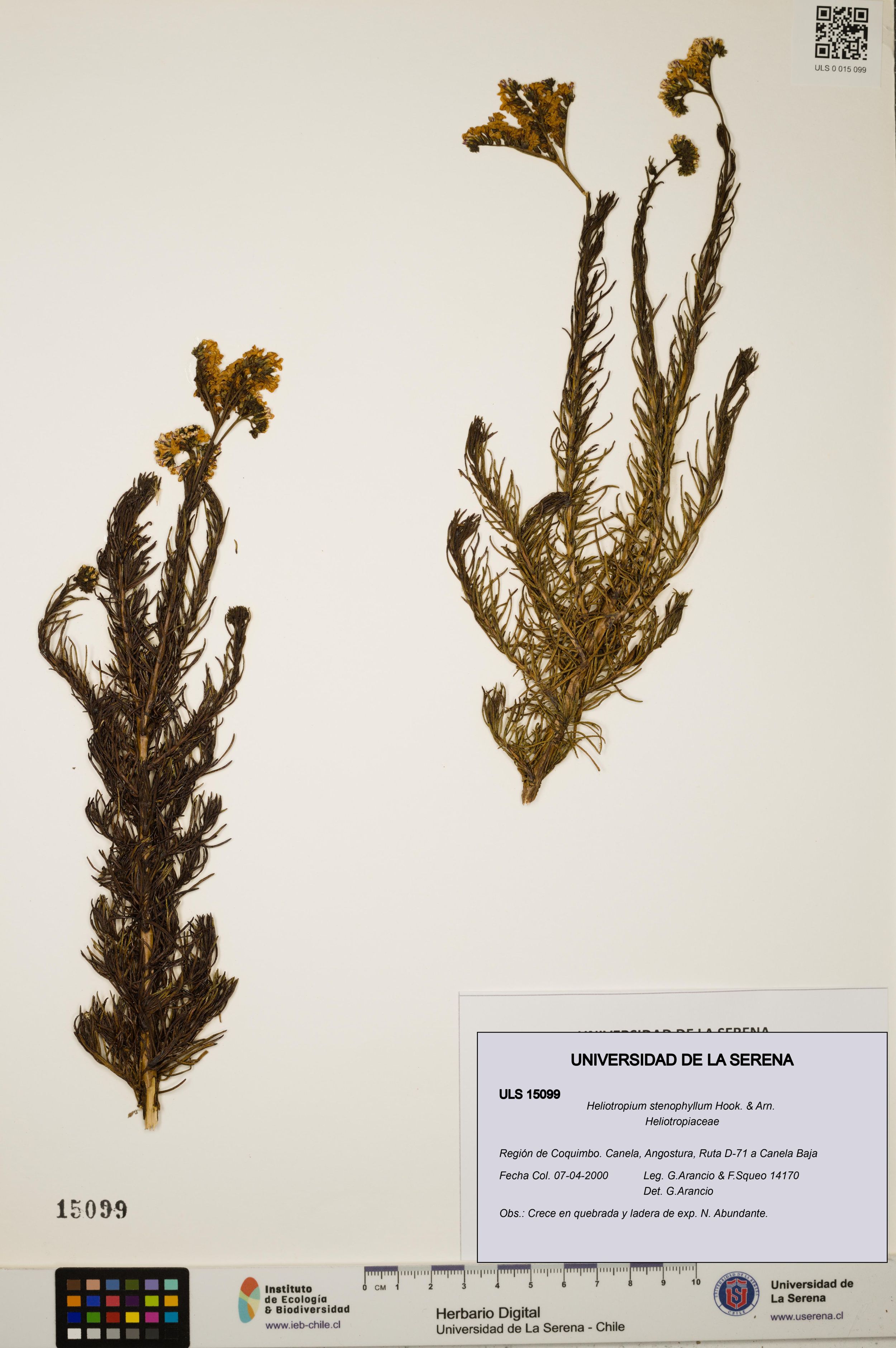 Heliotropium stenophyllum [Espécimen: ]