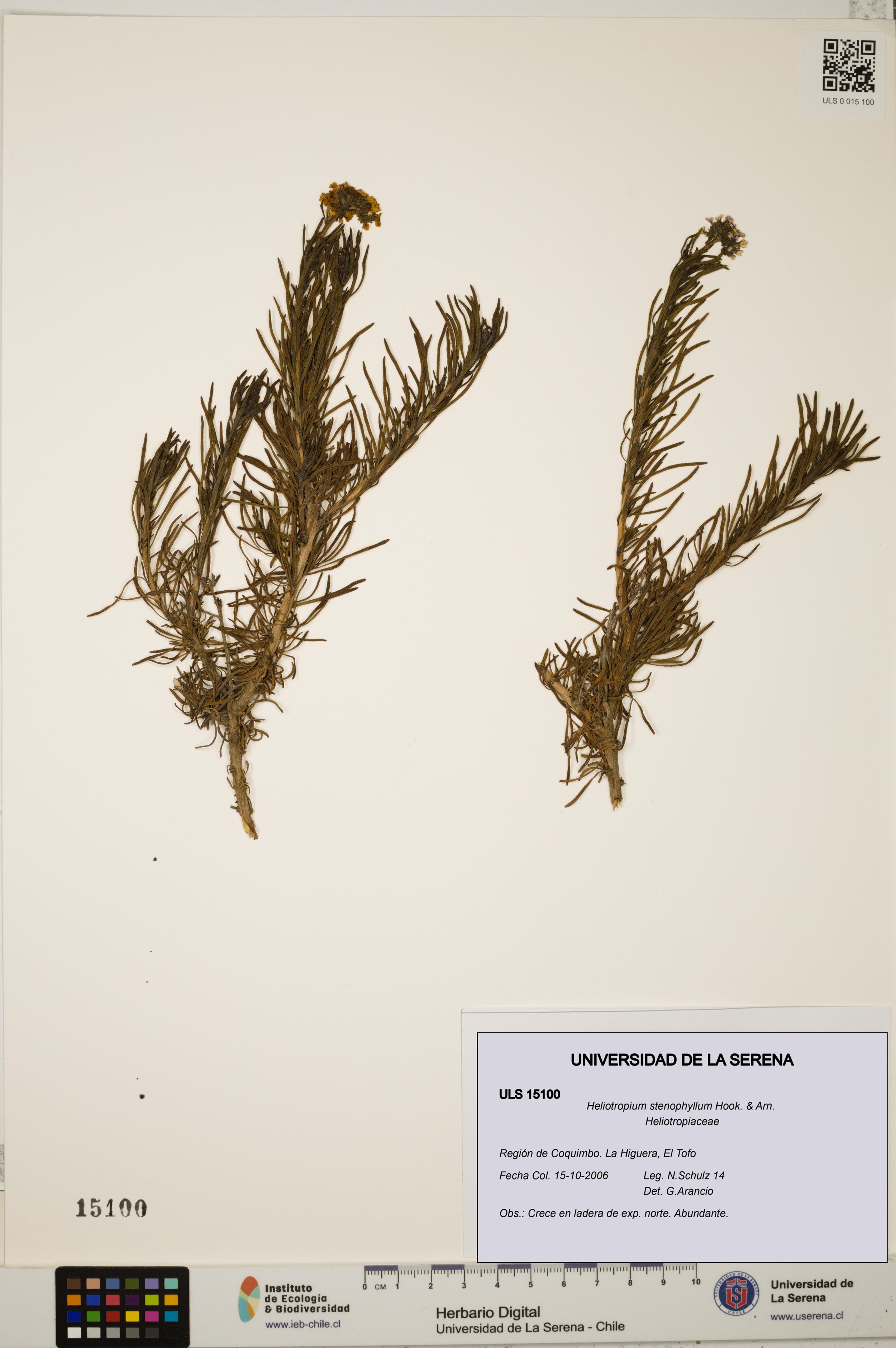 Heliotropium stenophyllum [Espécimen: ]