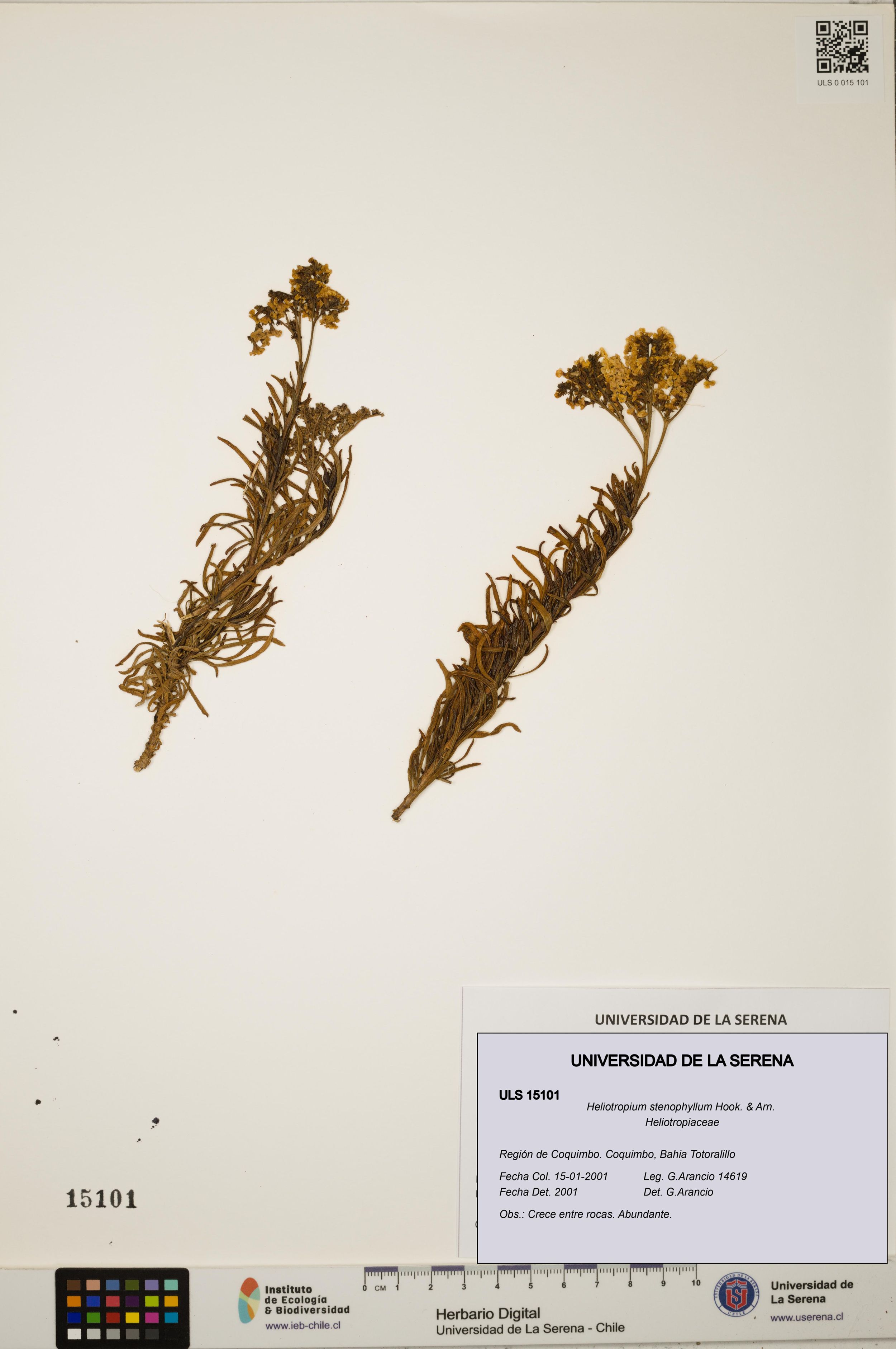 Heliotropium stenophyllum [Espécimen: ]