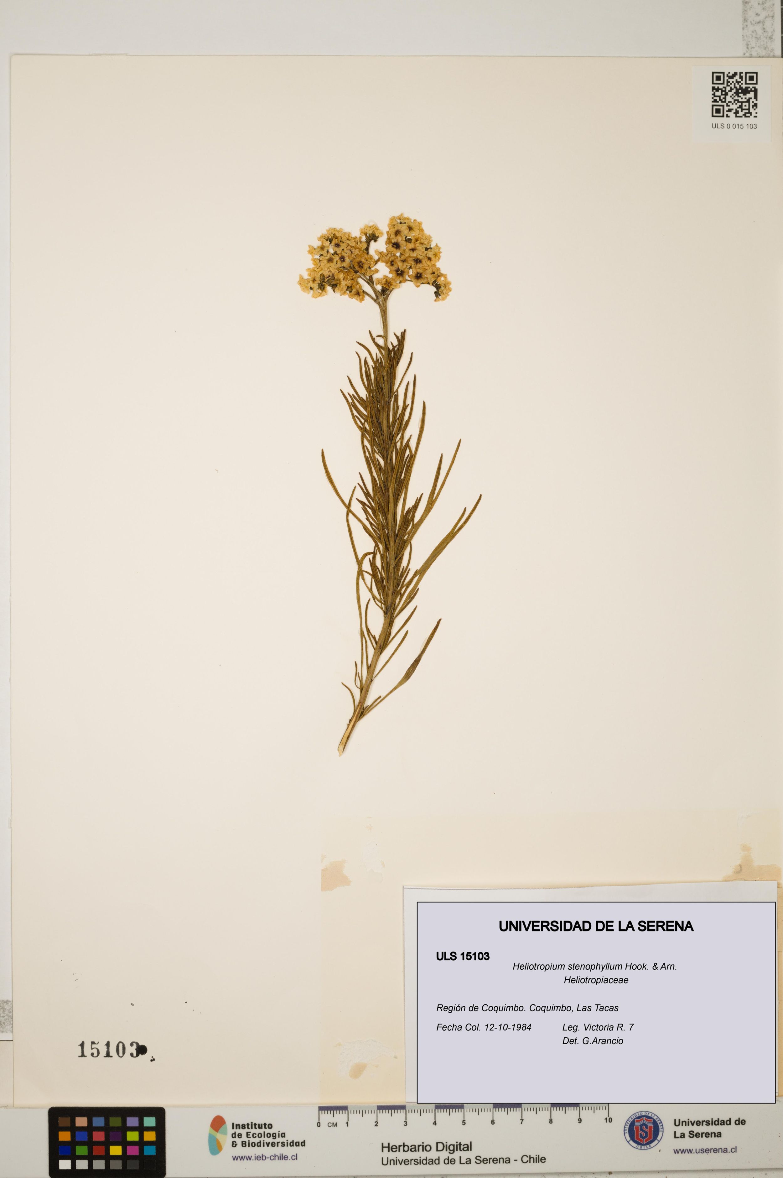 Heliotropium stenophyllum [Espécimen: ]