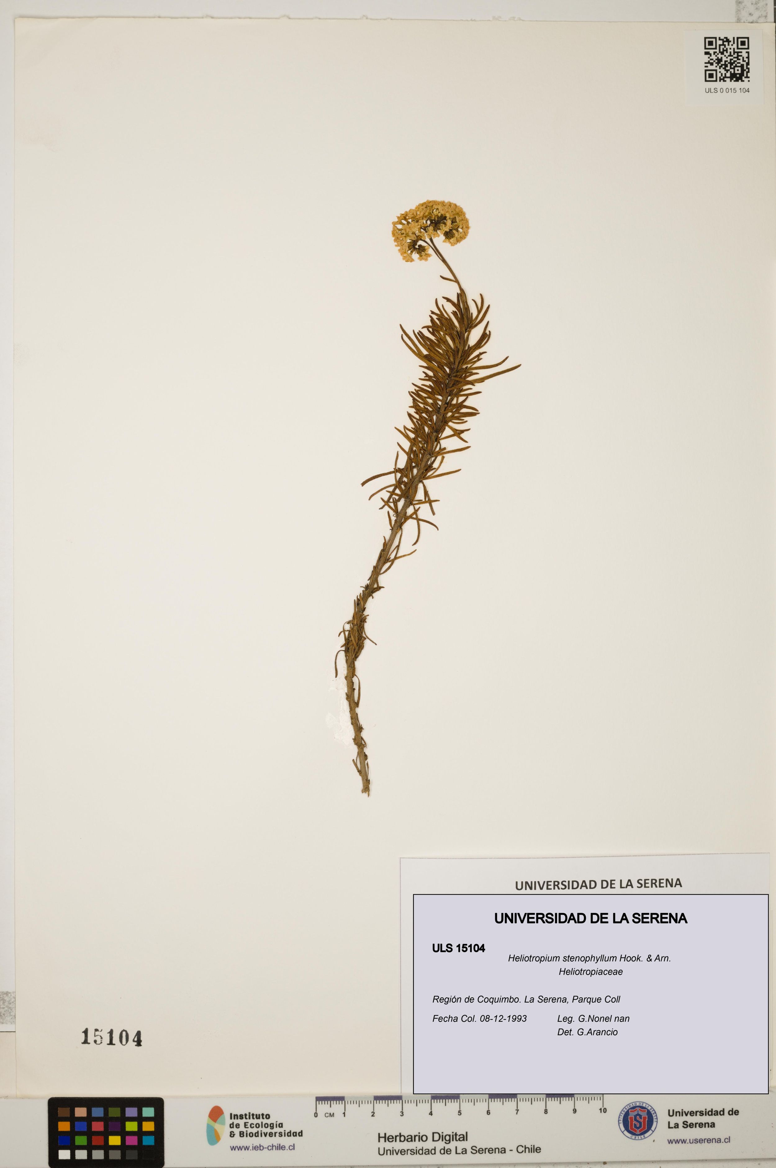 Heliotropium stenophyllum [Espécimen: ]