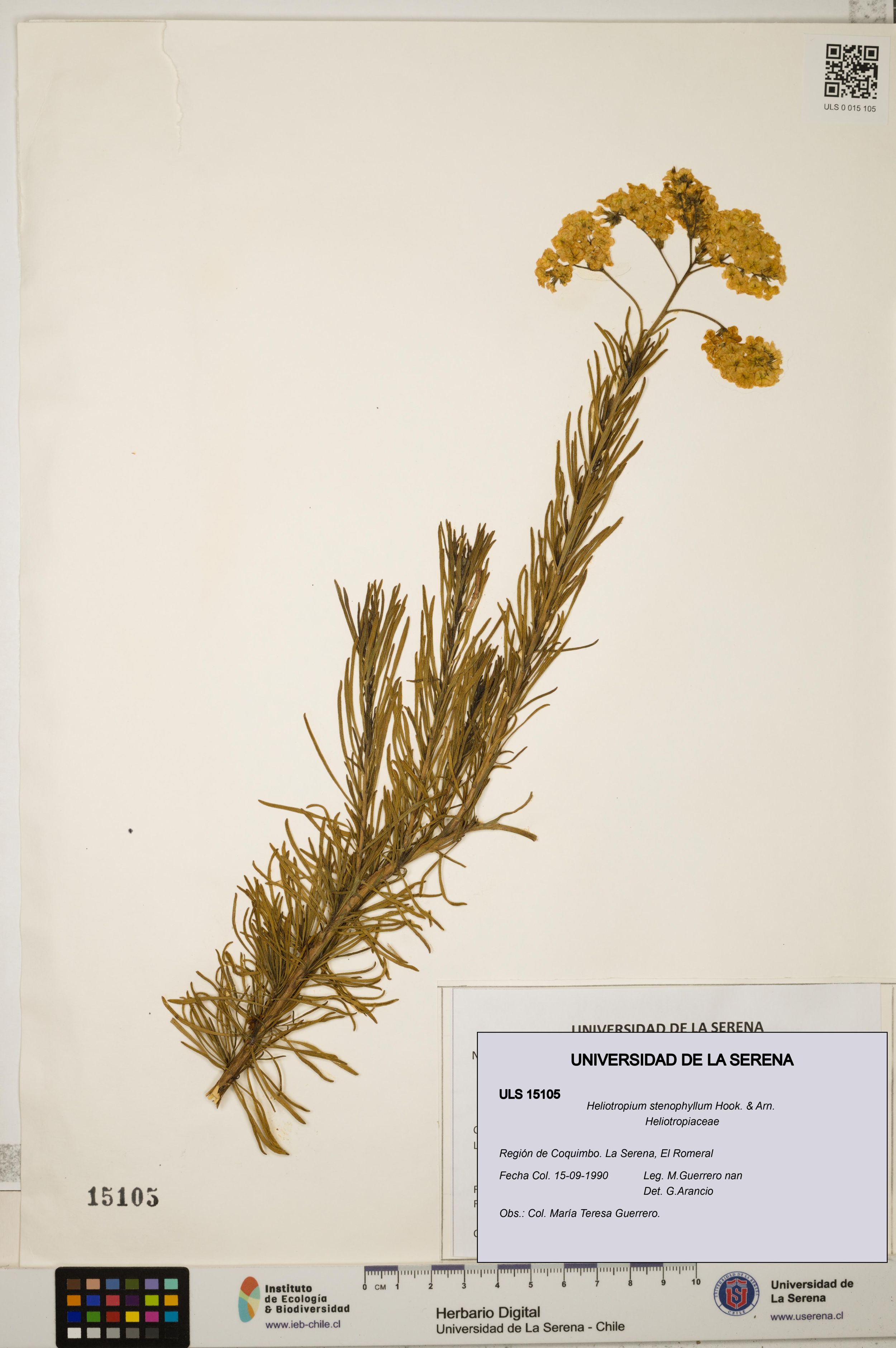 Heliotropium stenophyllum [Espécimen: ]