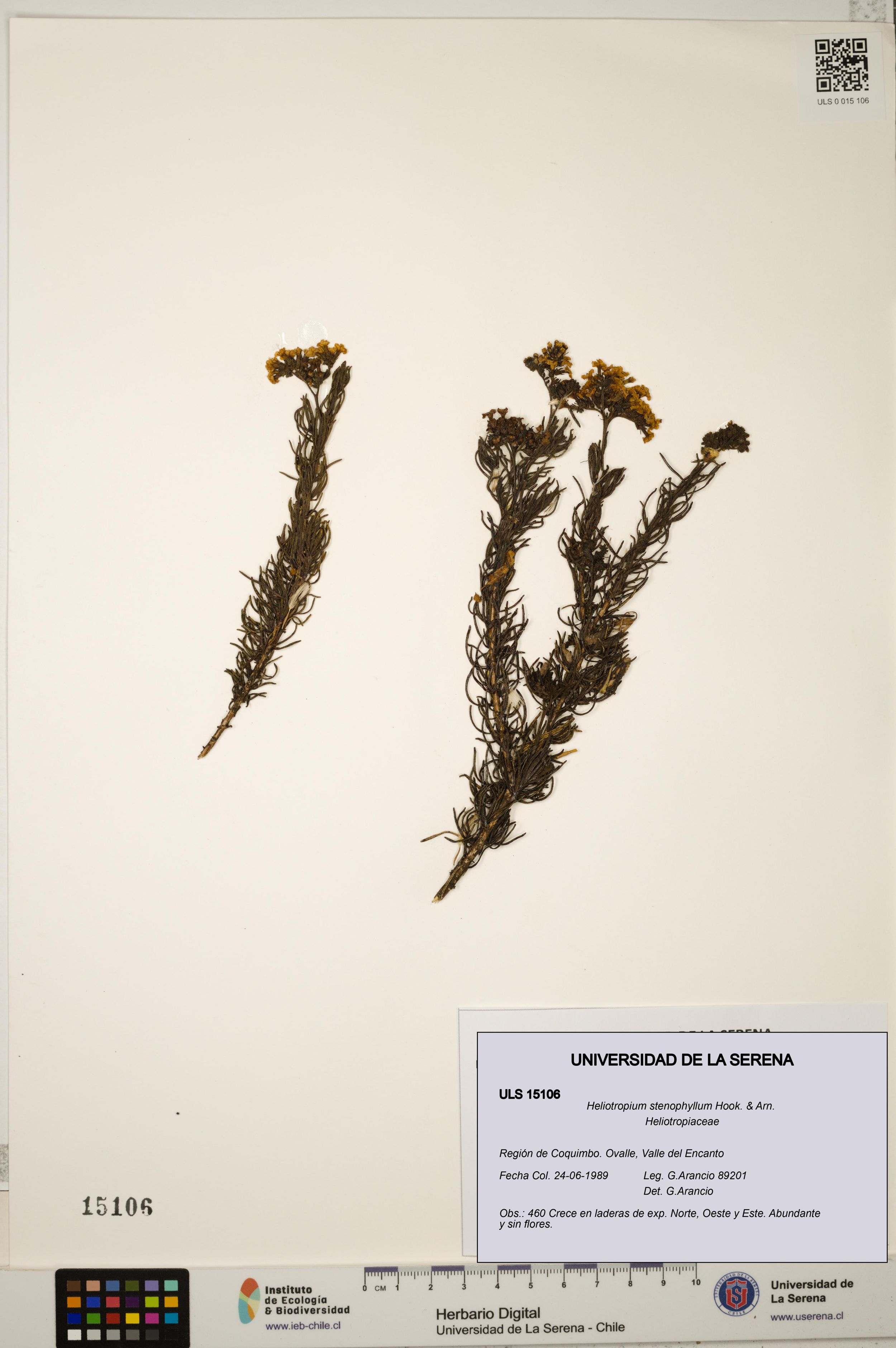 Heliotropium stenophyllum [Espécimen: ]