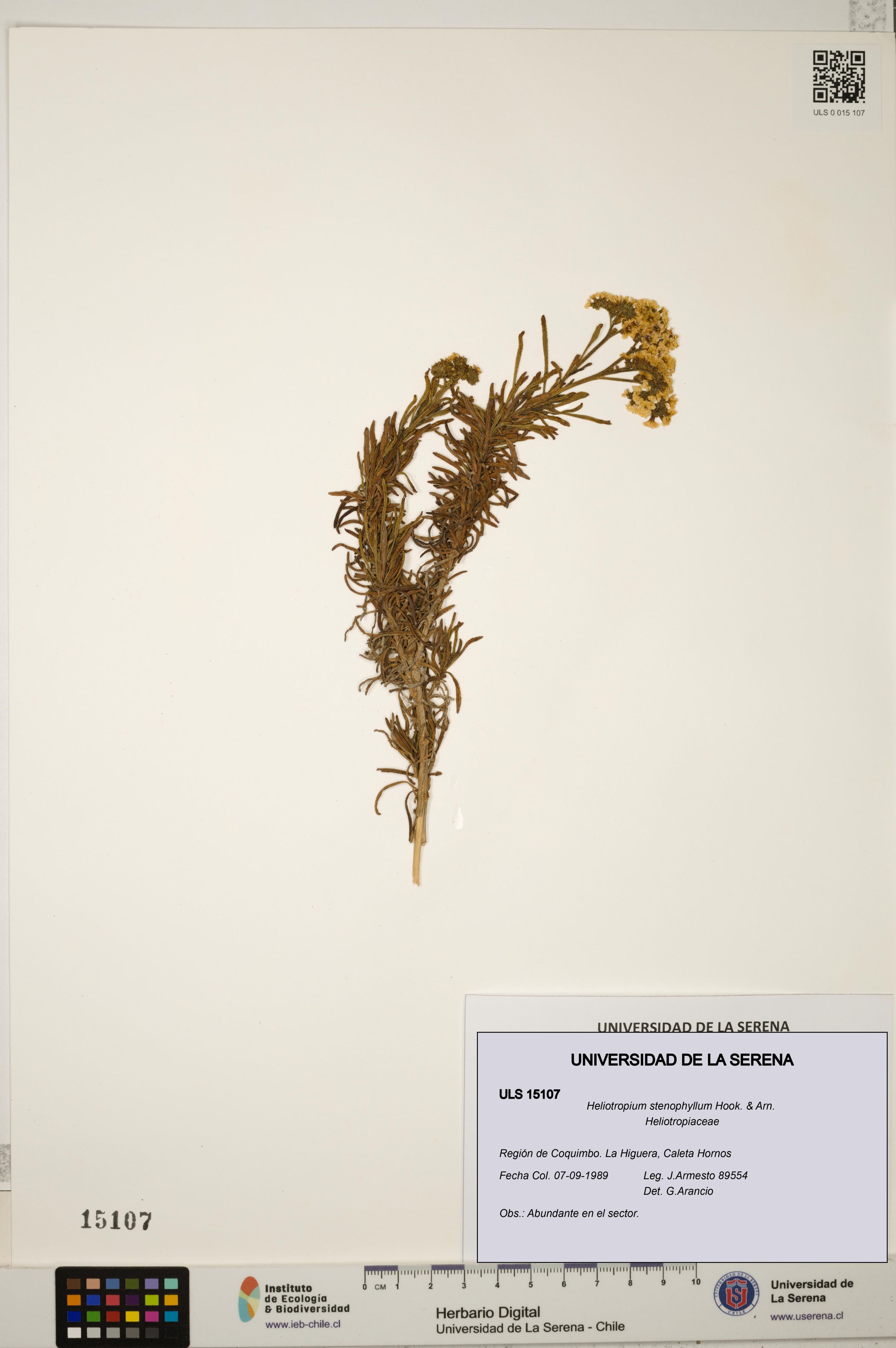 Heliotropium stenophyllum [Espécimen: ]