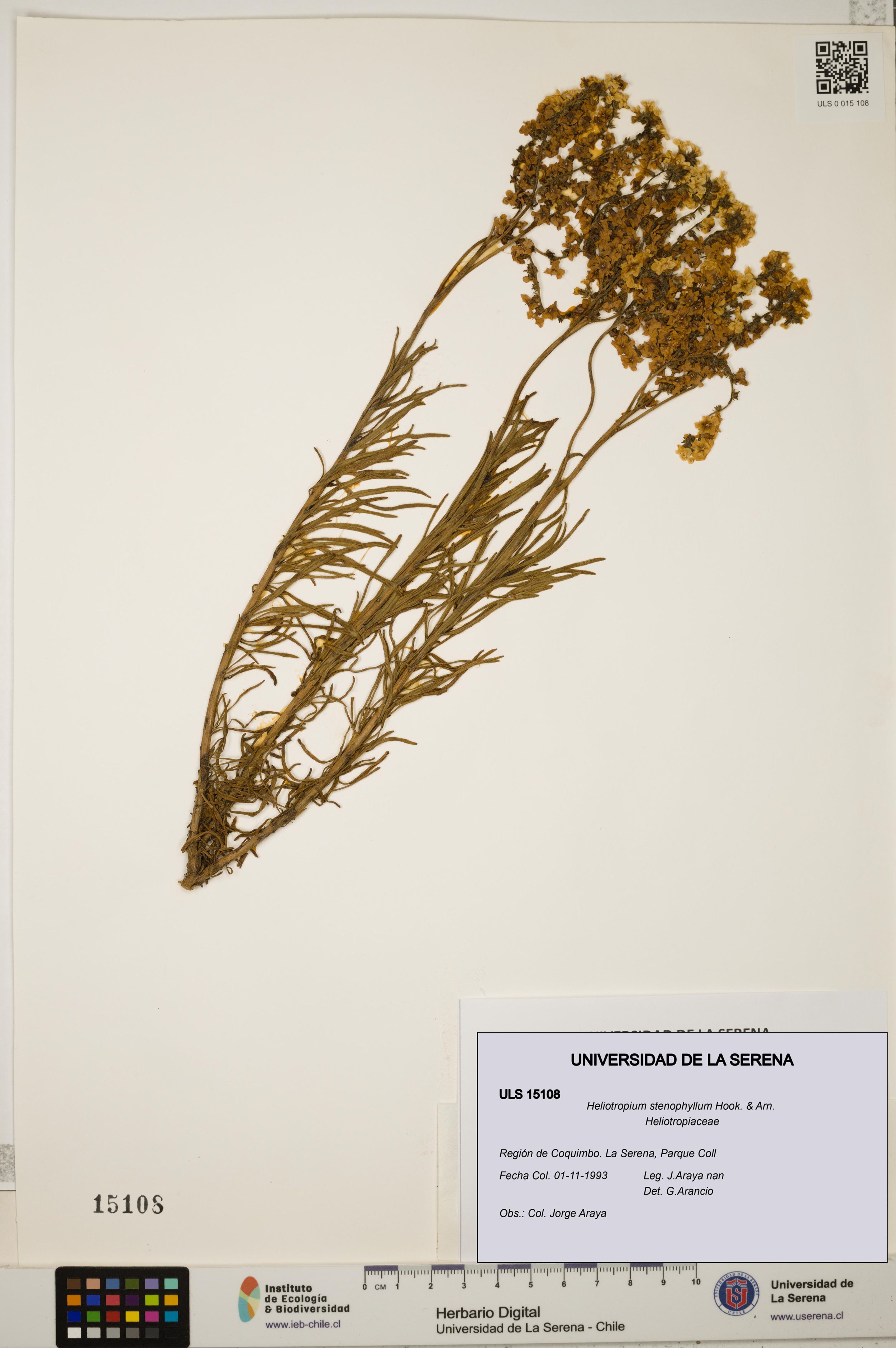 Heliotropium stenophyllum [Espécimen: ]