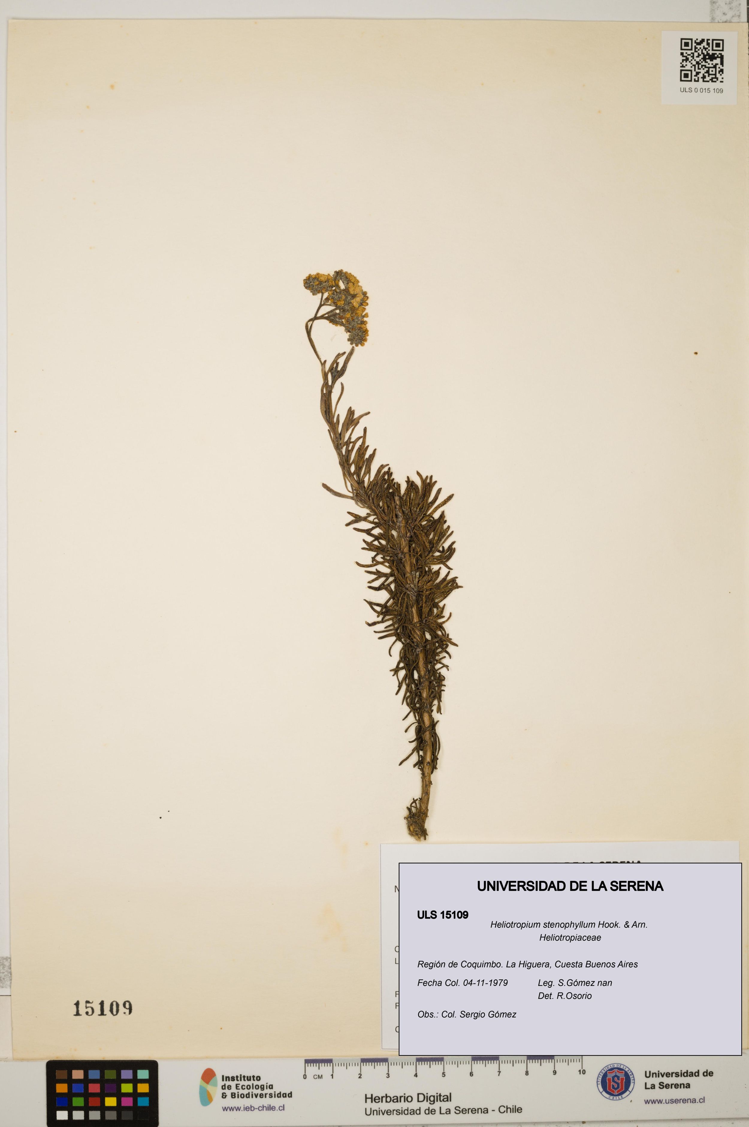 Heliotropium stenophyllum [Espécimen: ]