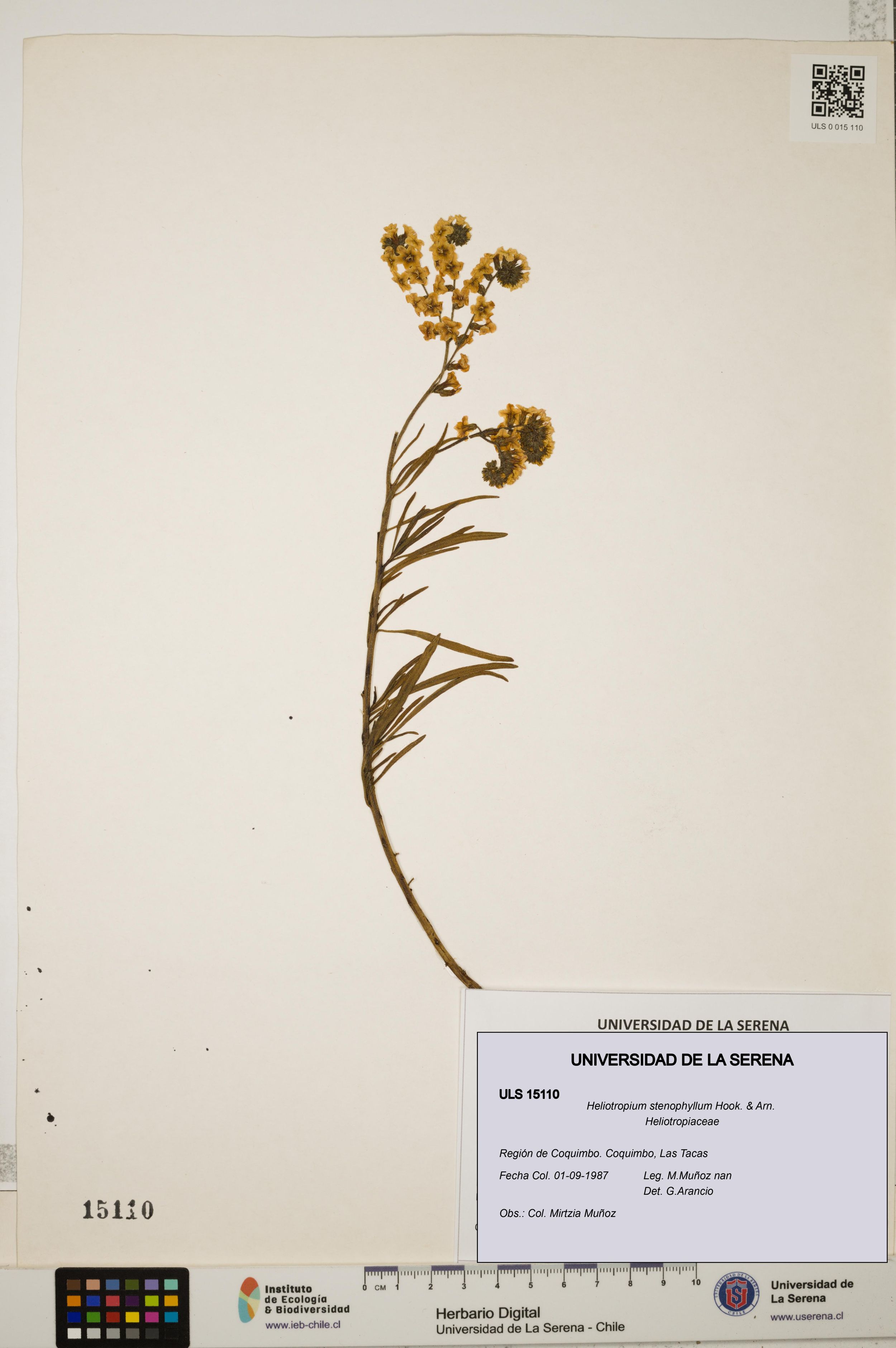Heliotropium stenophyllum [Espécimen: ]