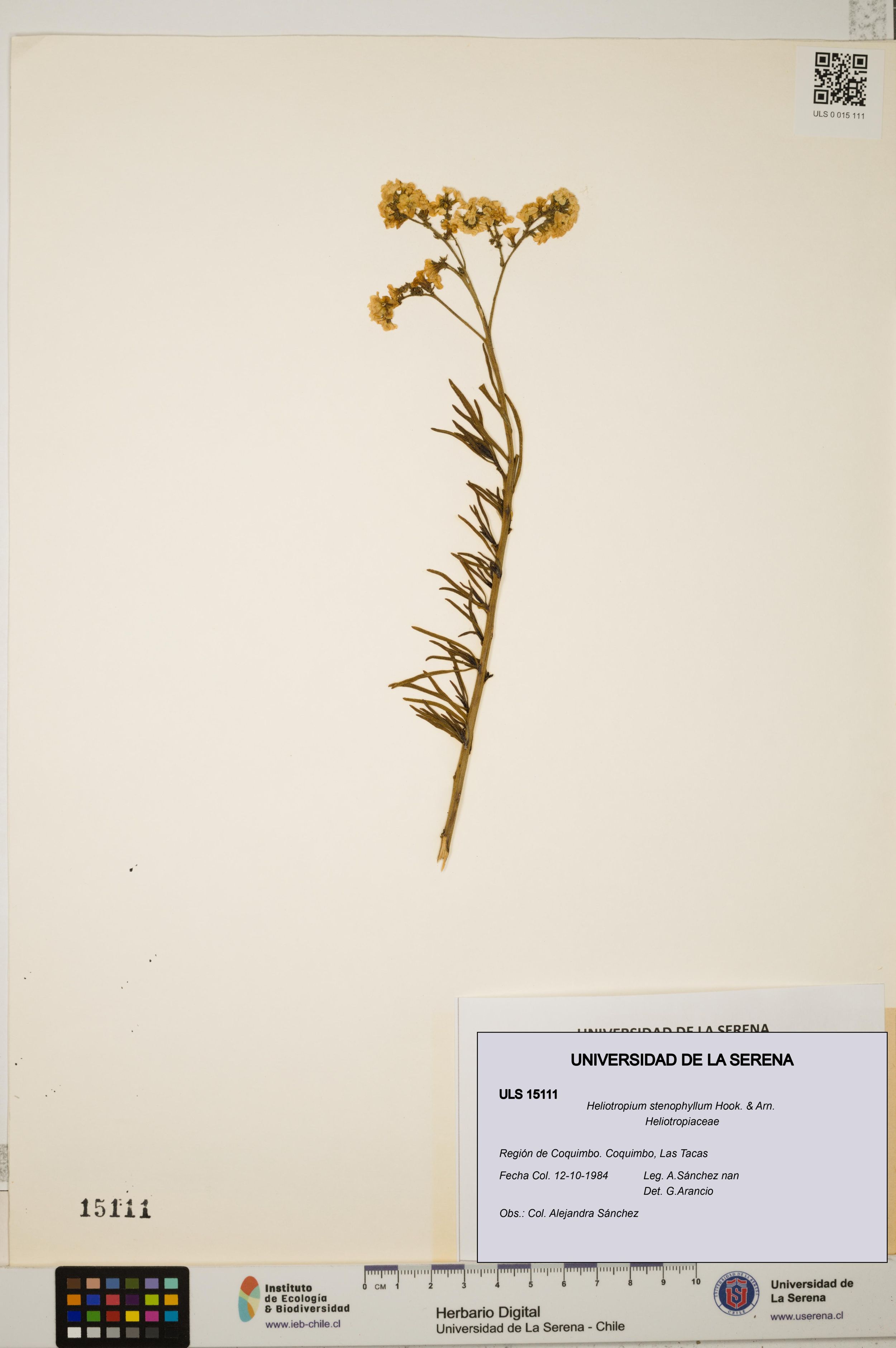 Heliotropium stenophyllum [Espécimen: ]