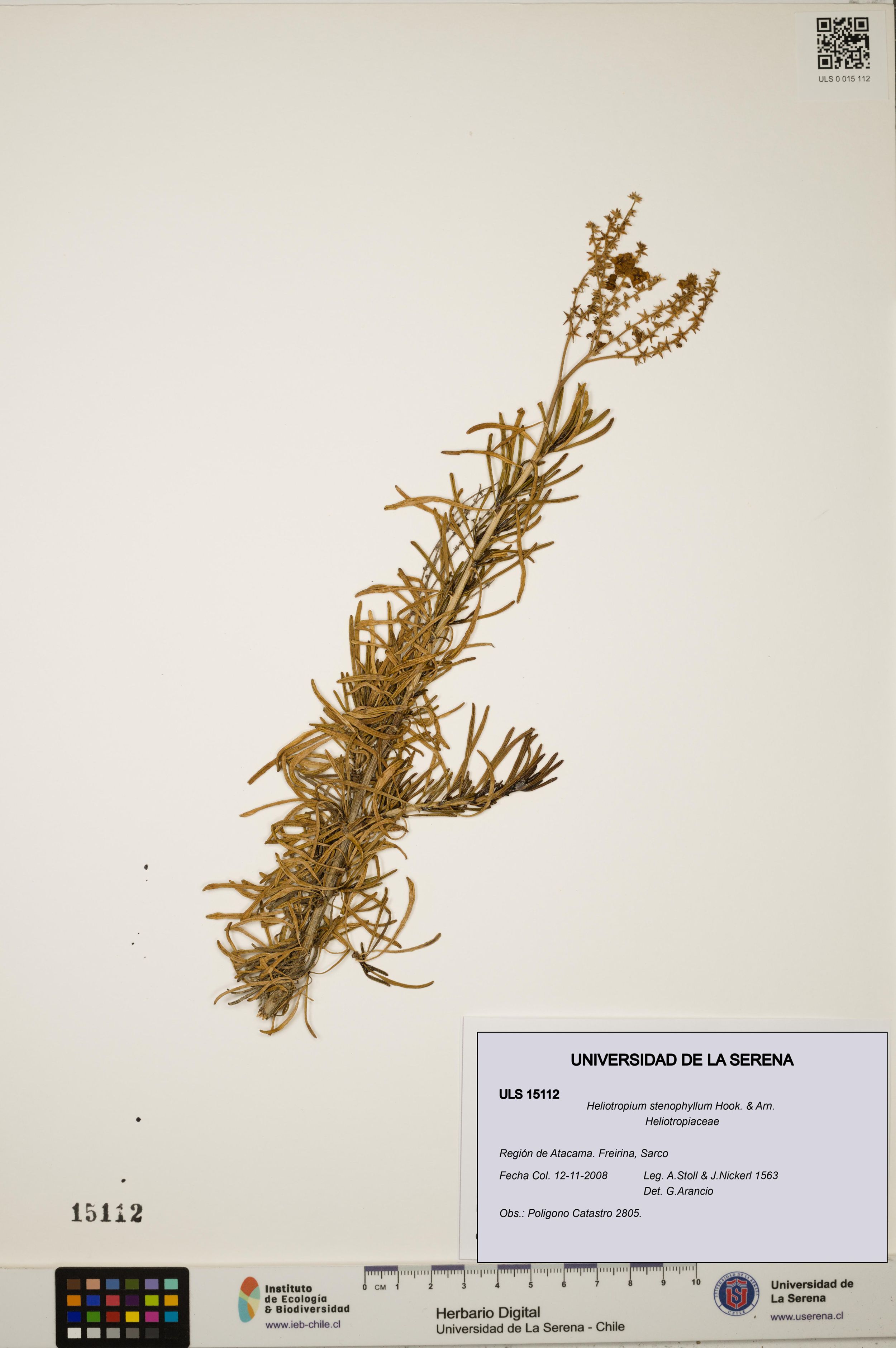 Heliotropium stenophyllum [Espécimen: ]