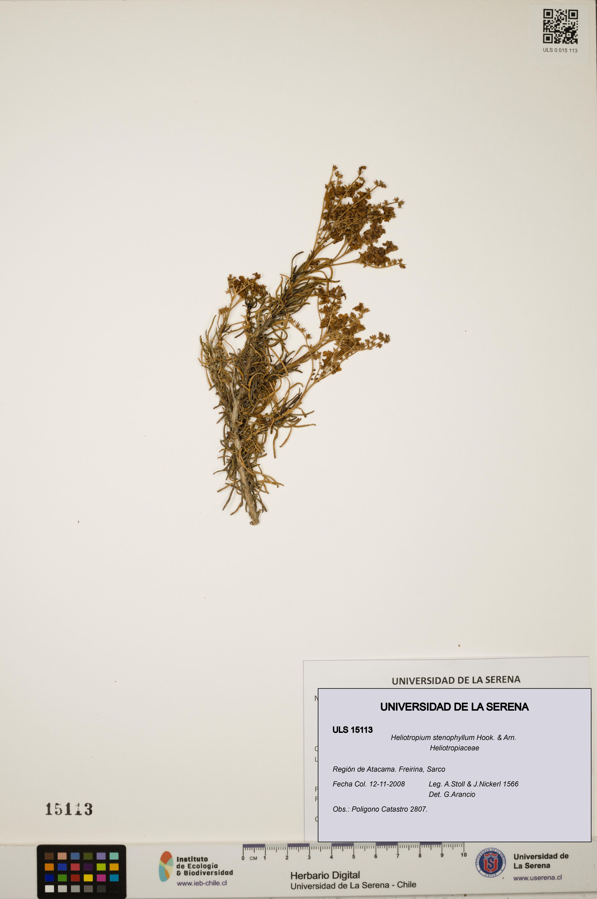 Heliotropium stenophyllum [Espécimen: ]