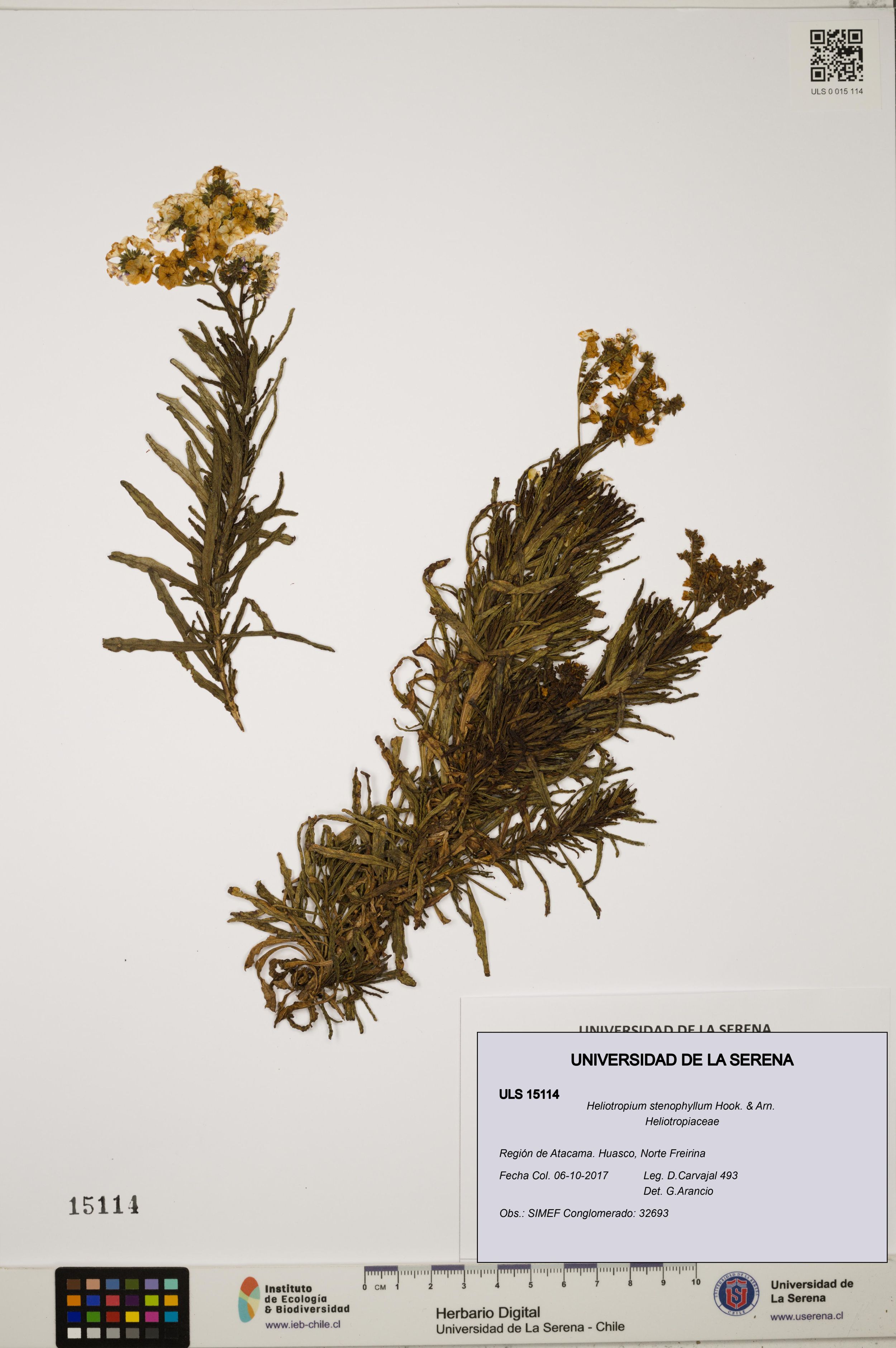 Heliotropium stenophyllum [Espécimen: ]
