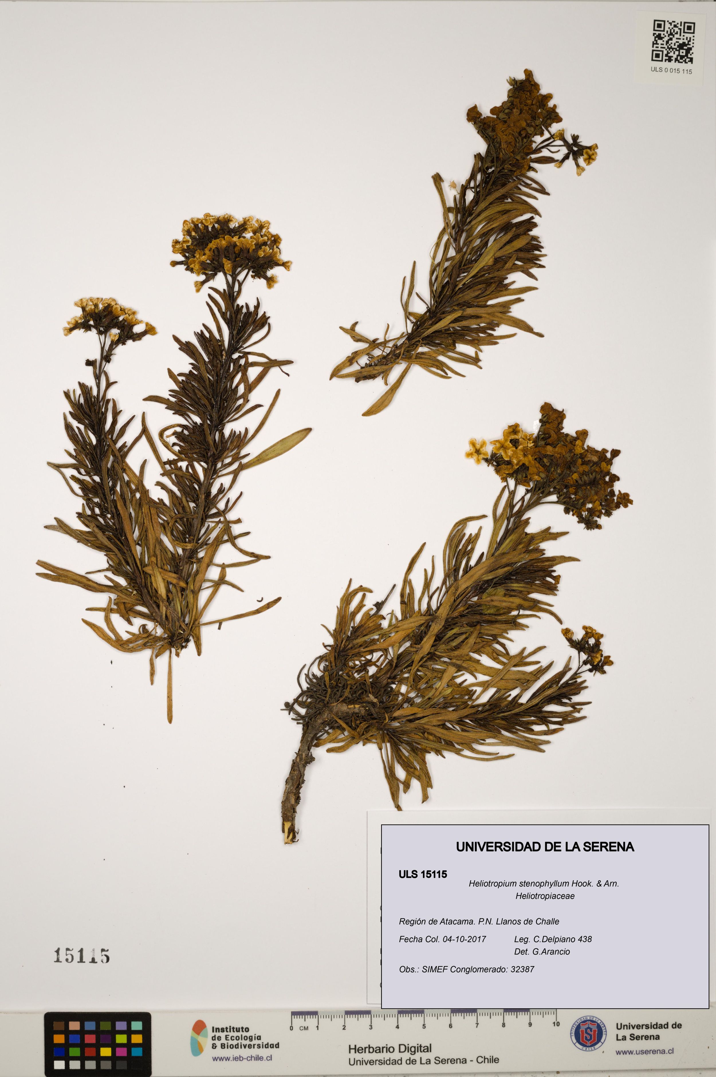 Heliotropium stenophyllum [Espécimen: ]
