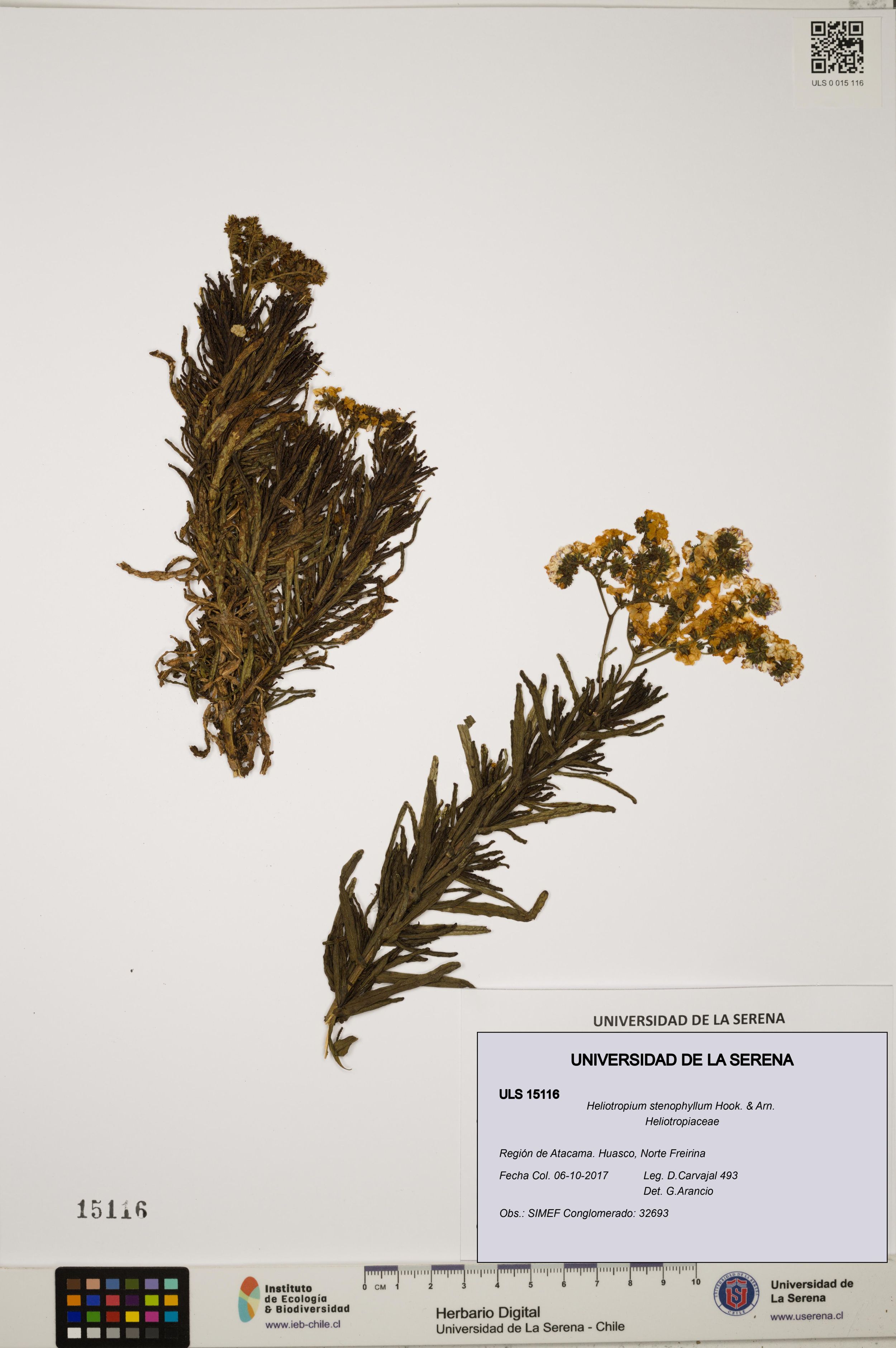 Heliotropium stenophyllum [Espécimen: ]