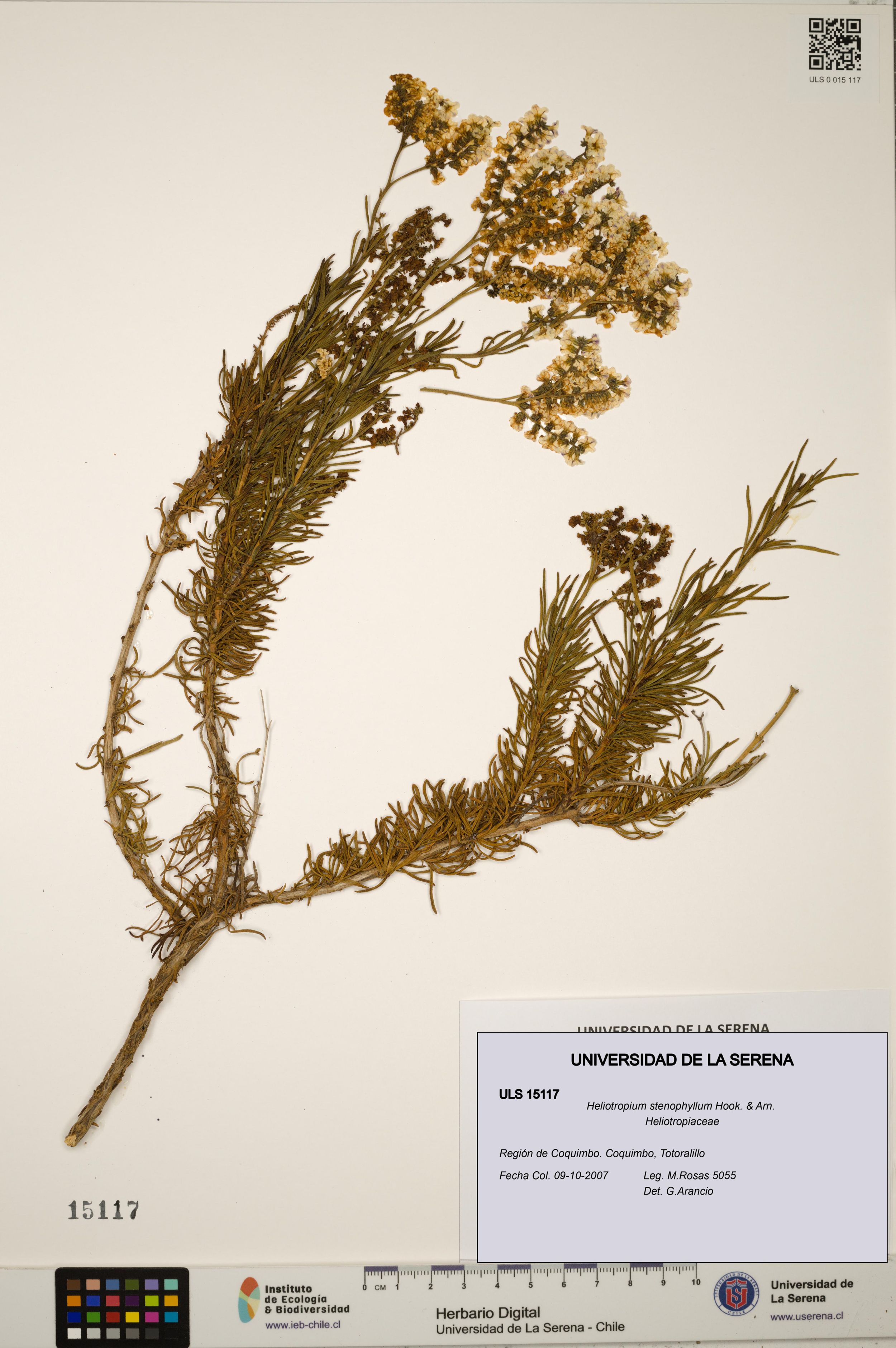 Heliotropium stenophyllum [Espécimen: ]