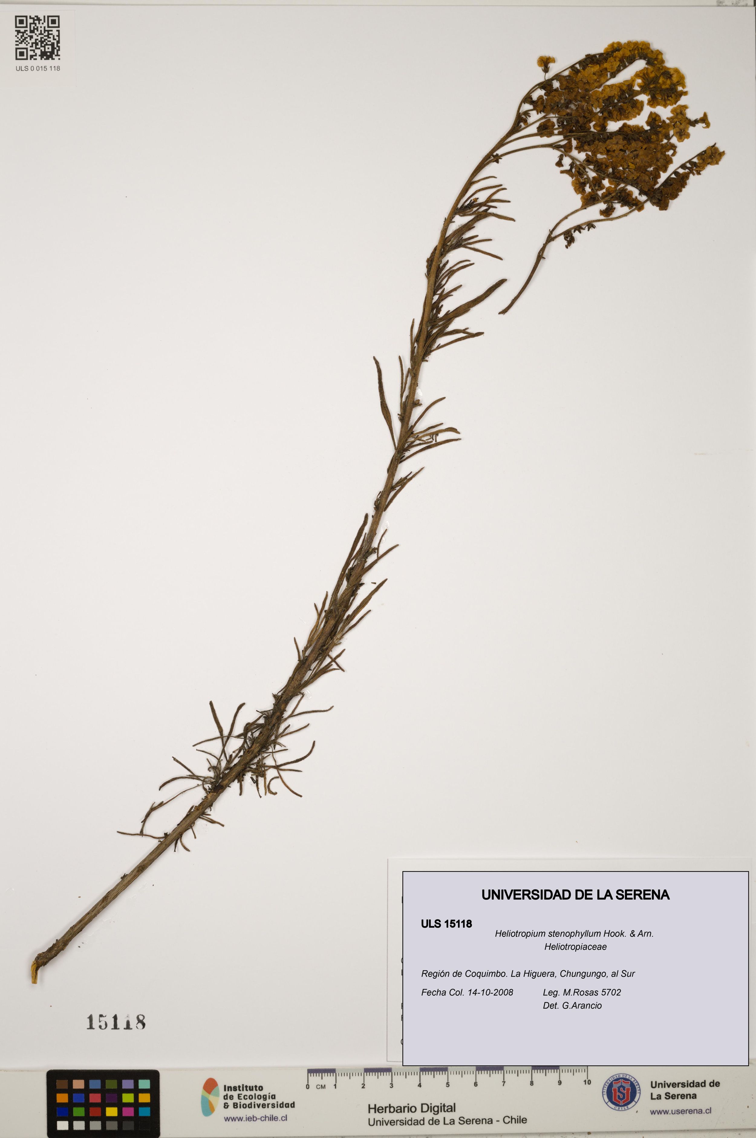 Heliotropium stenophyllum [Espécimen: ]