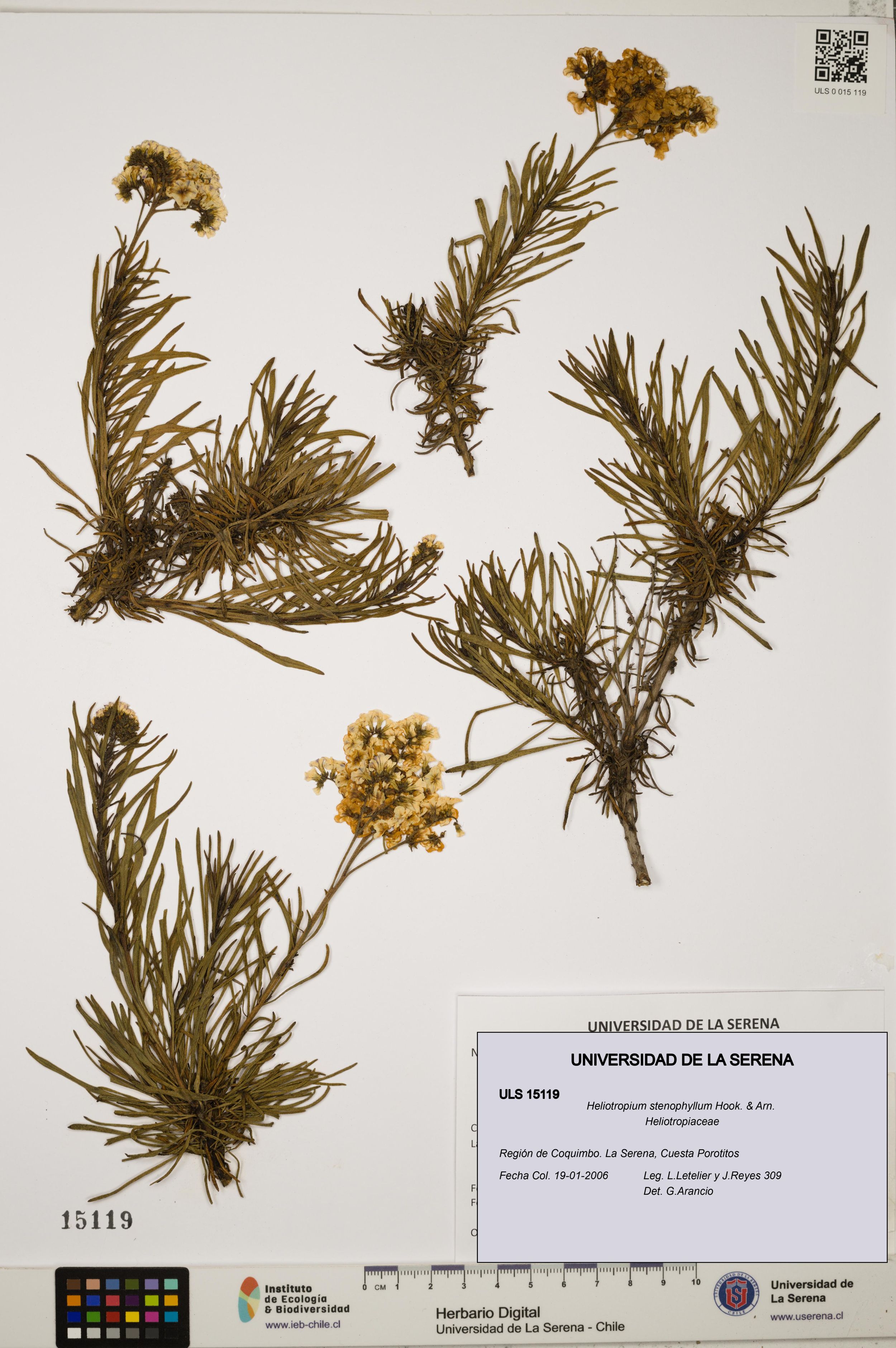 Heliotropium stenophyllum [Espécimen: ]