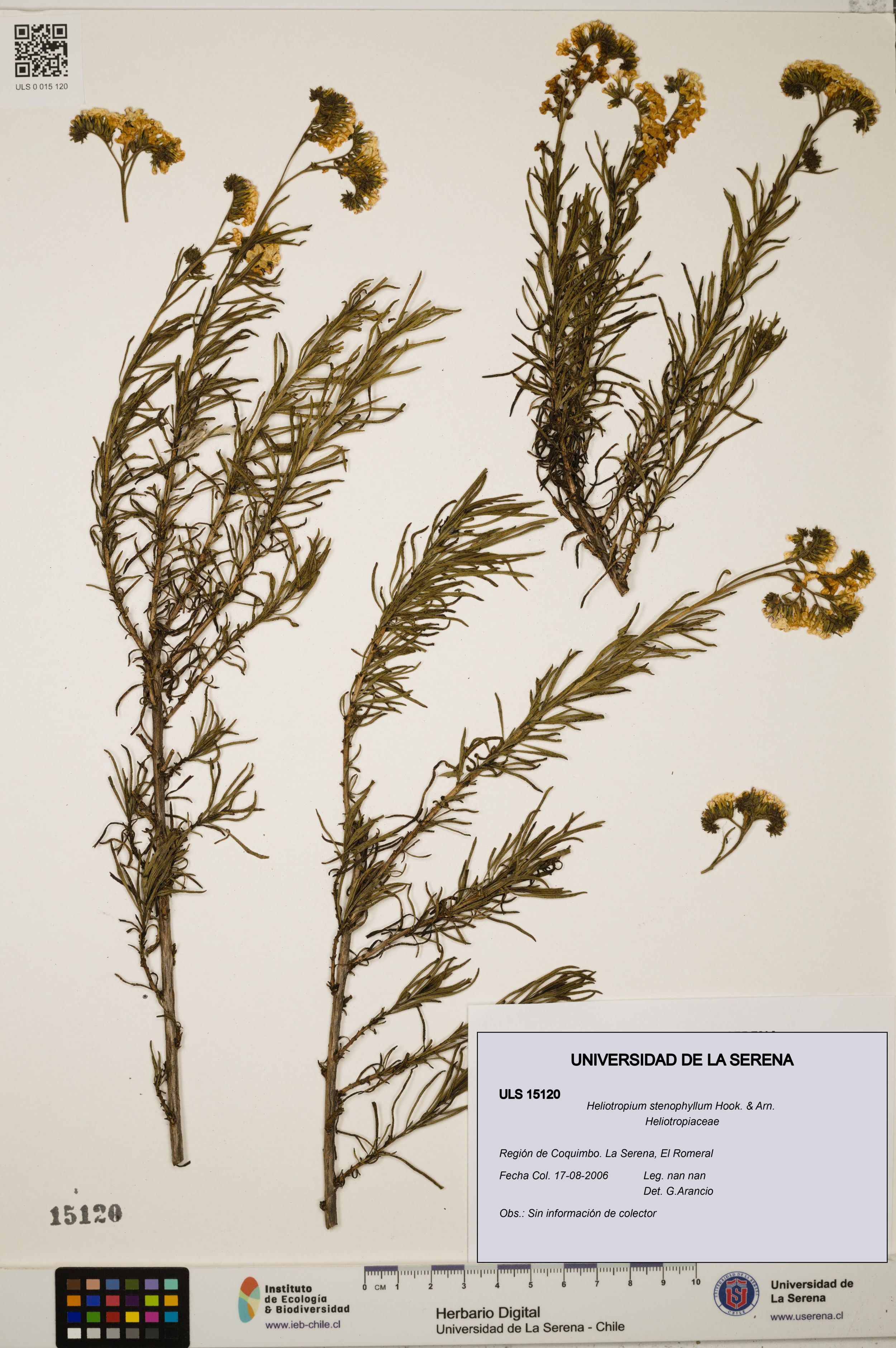 Heliotropium stenophyllum [Espécimen: ]