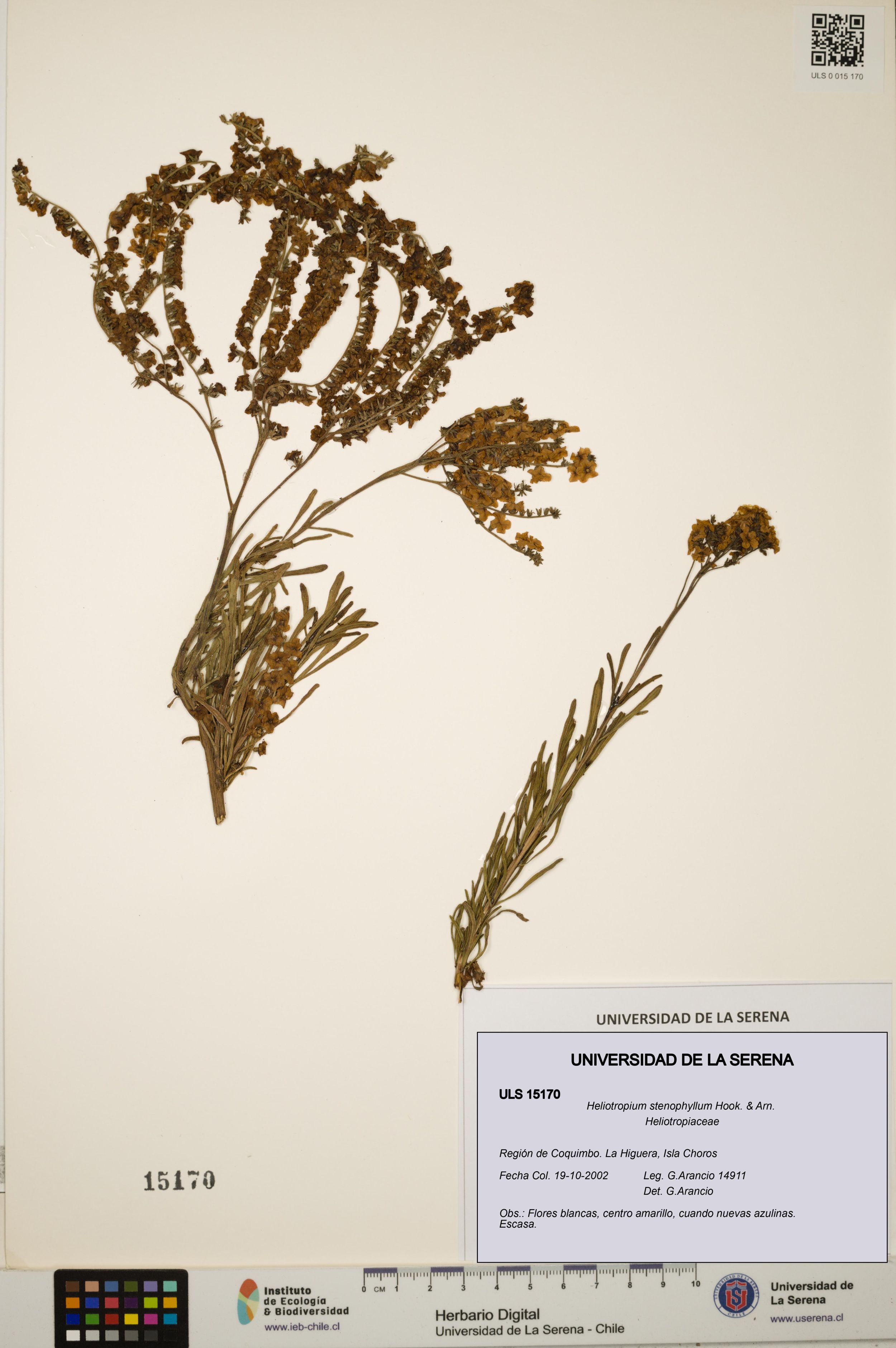 Heliotropium stenophyllum [Espécimen: ]