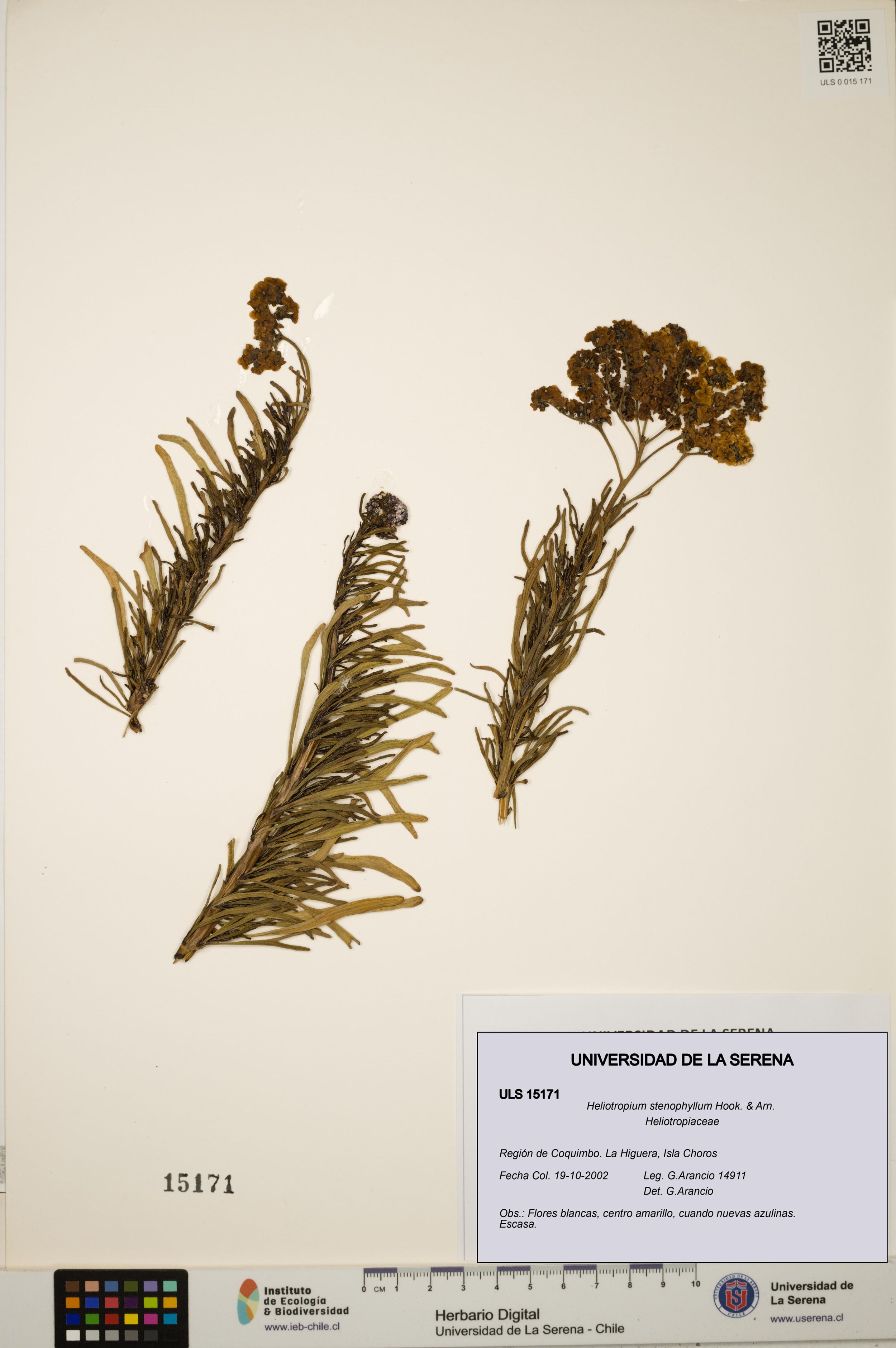 Heliotropium stenophyllum [Espécimen: ]