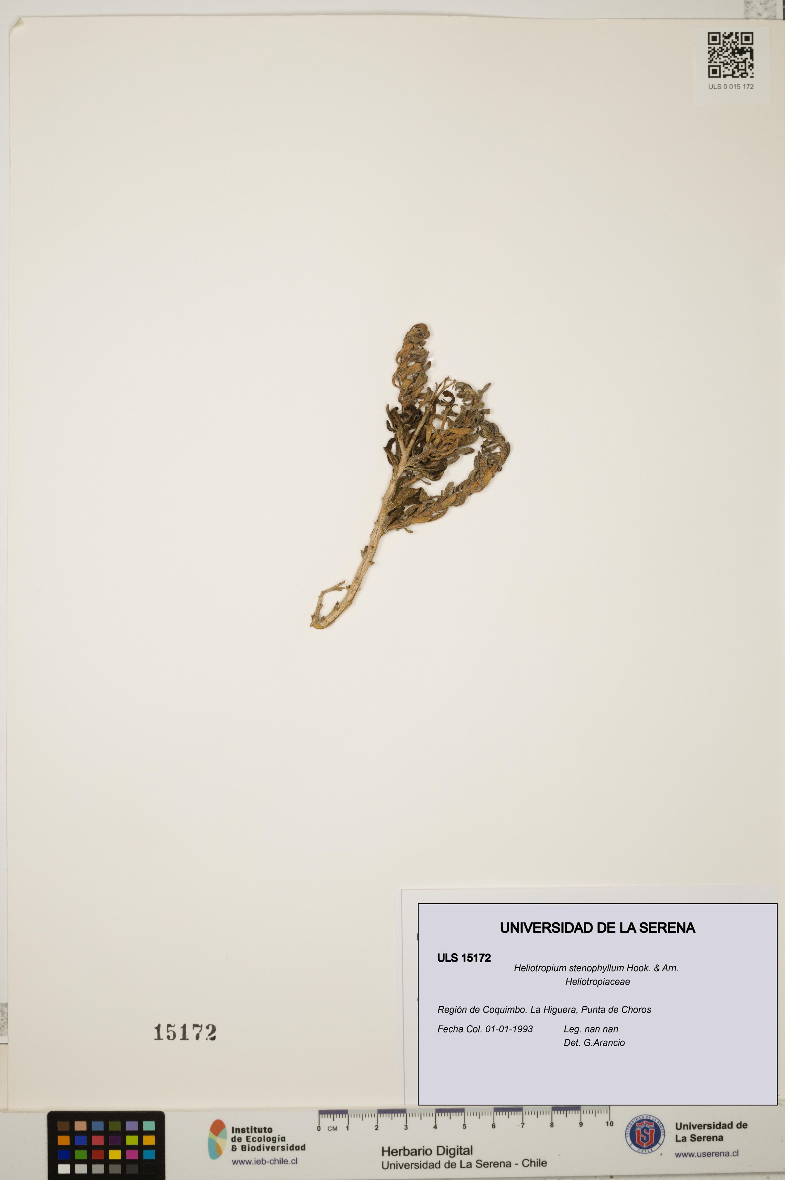 Heliotropium stenophyllum [Espécimen: ]