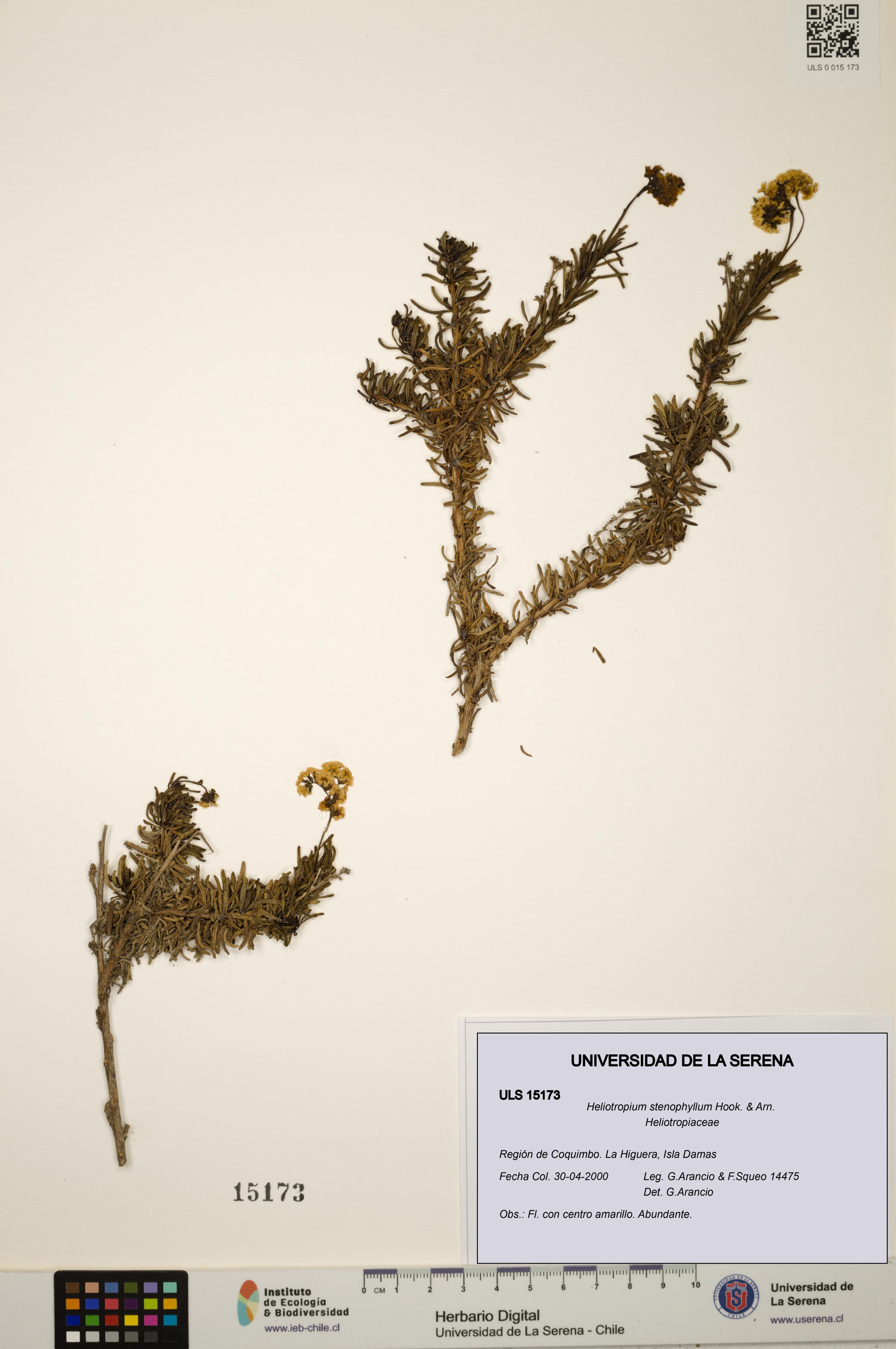 Heliotropium stenophyllum [Espécimen: ]