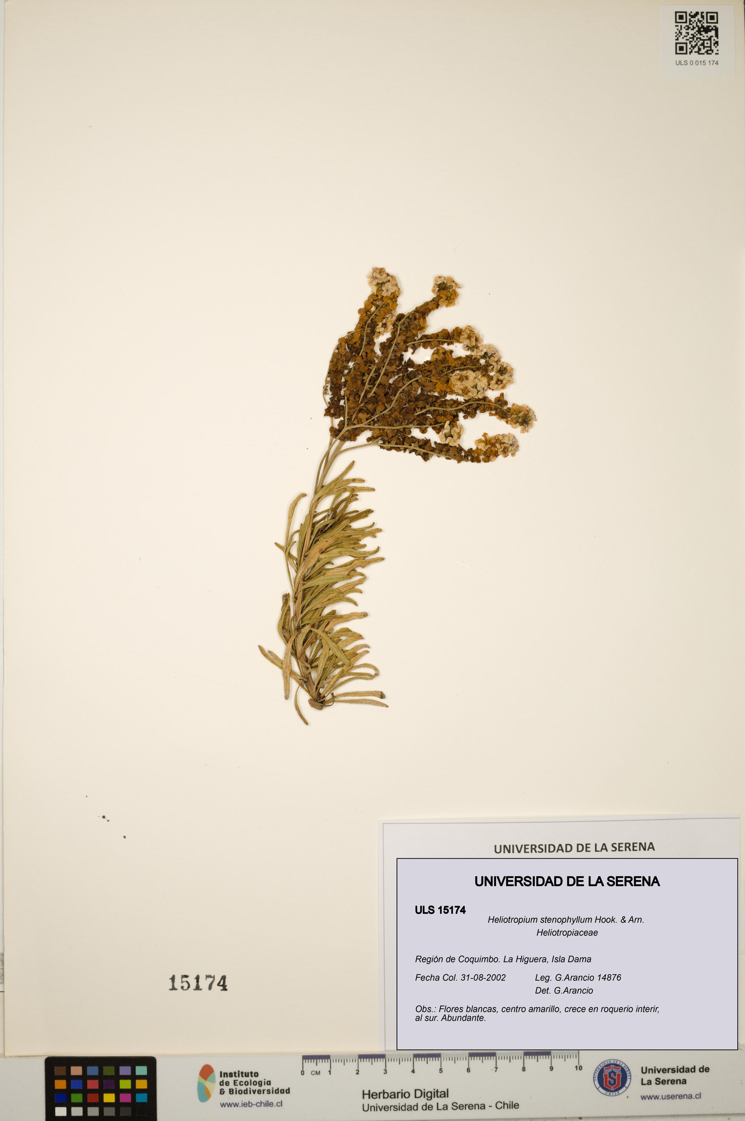 Heliotropium stenophyllum [Espécimen: ]