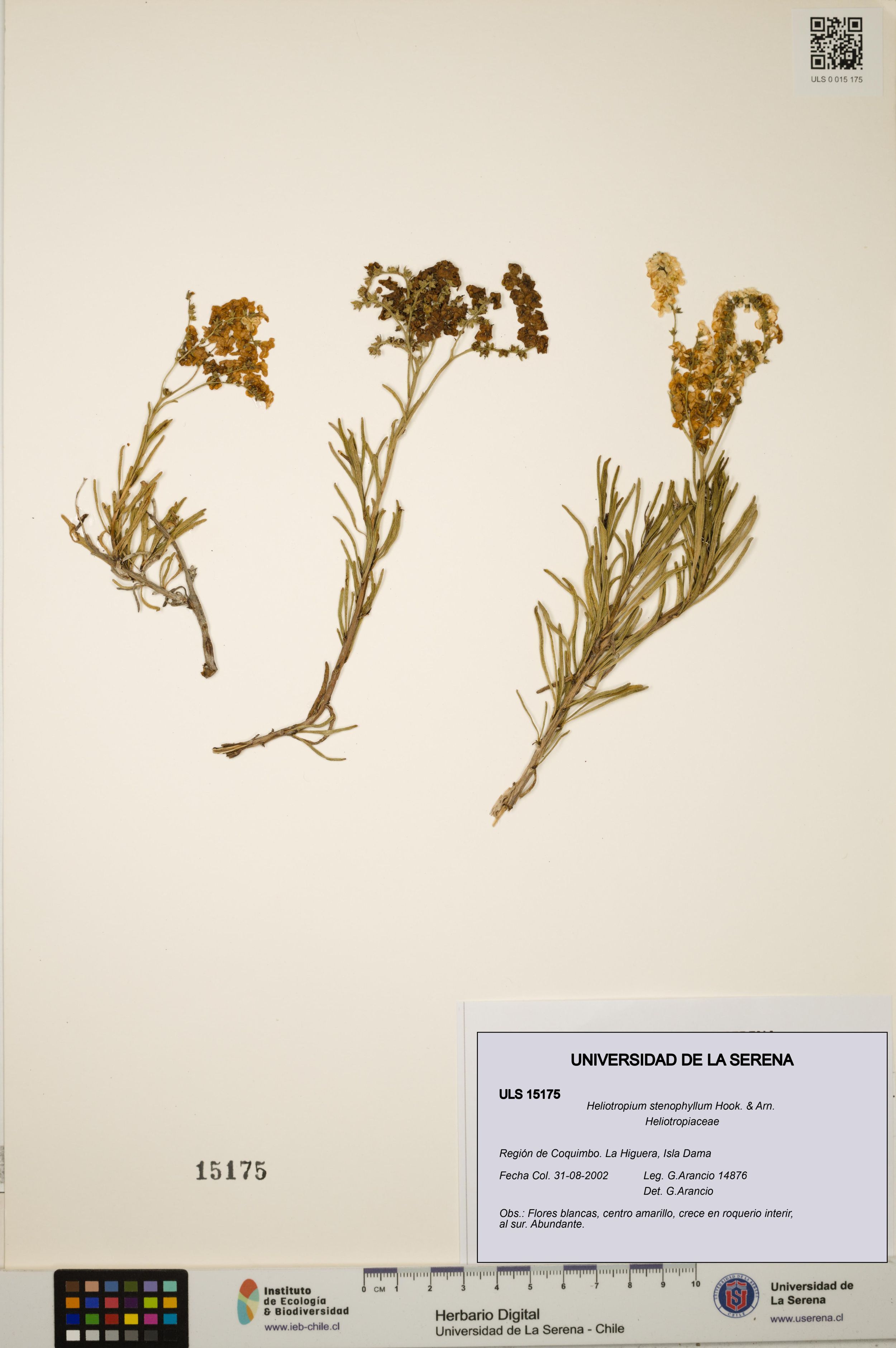 Heliotropium stenophyllum [Espécimen: ]