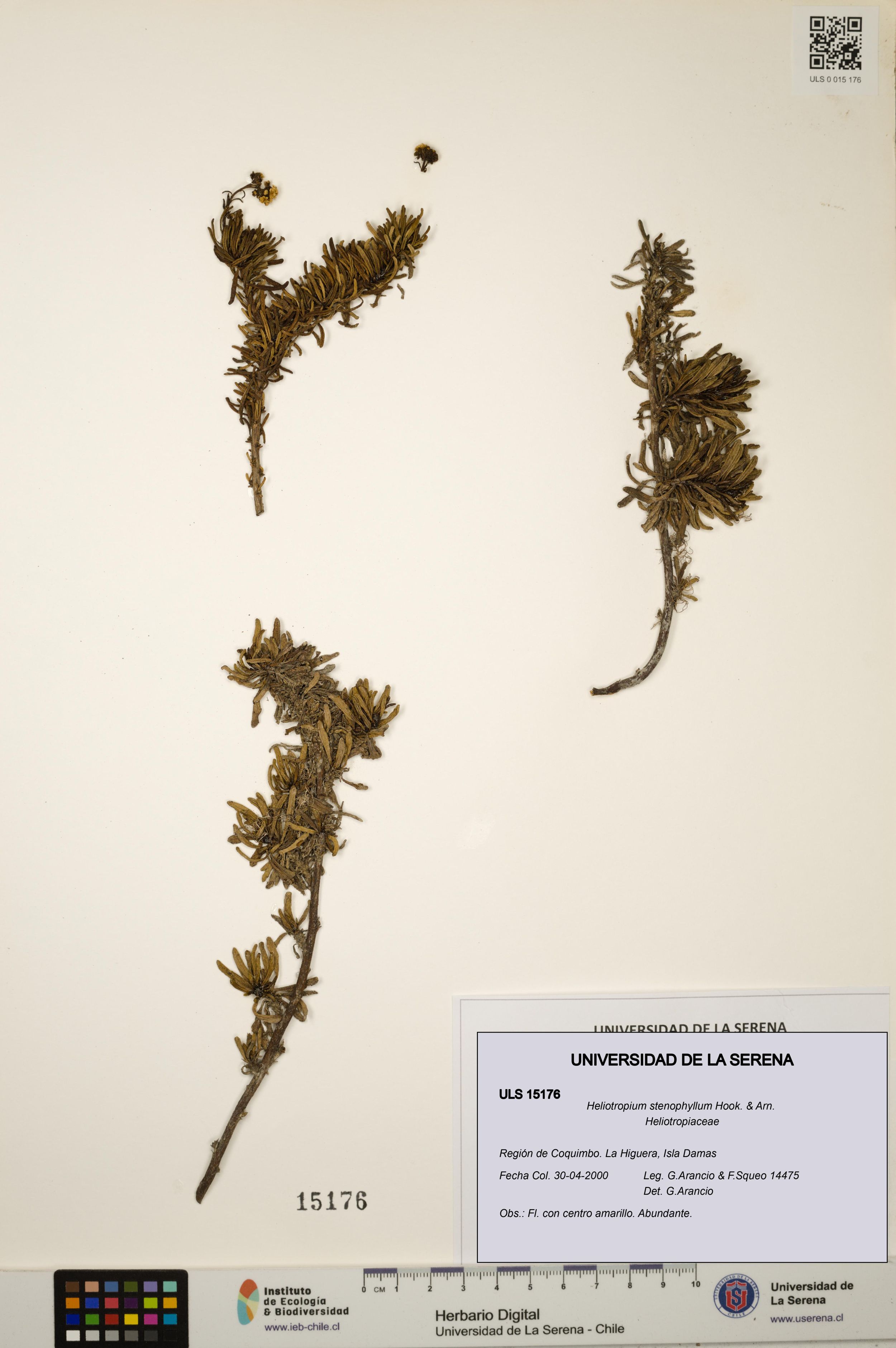 Heliotropium stenophyllum [Espécimen: ]