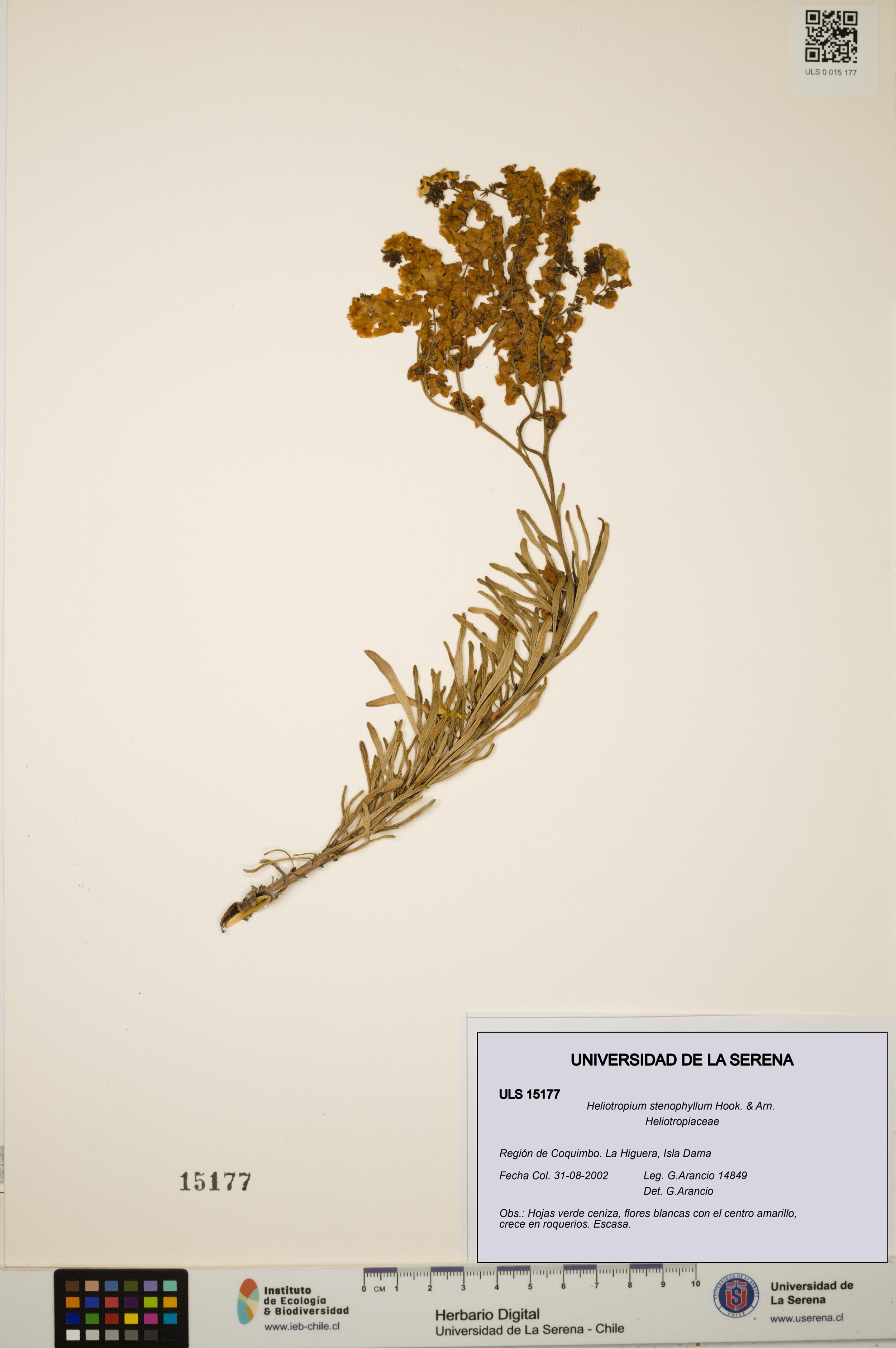 Heliotropium stenophyllum [Espécimen: ]