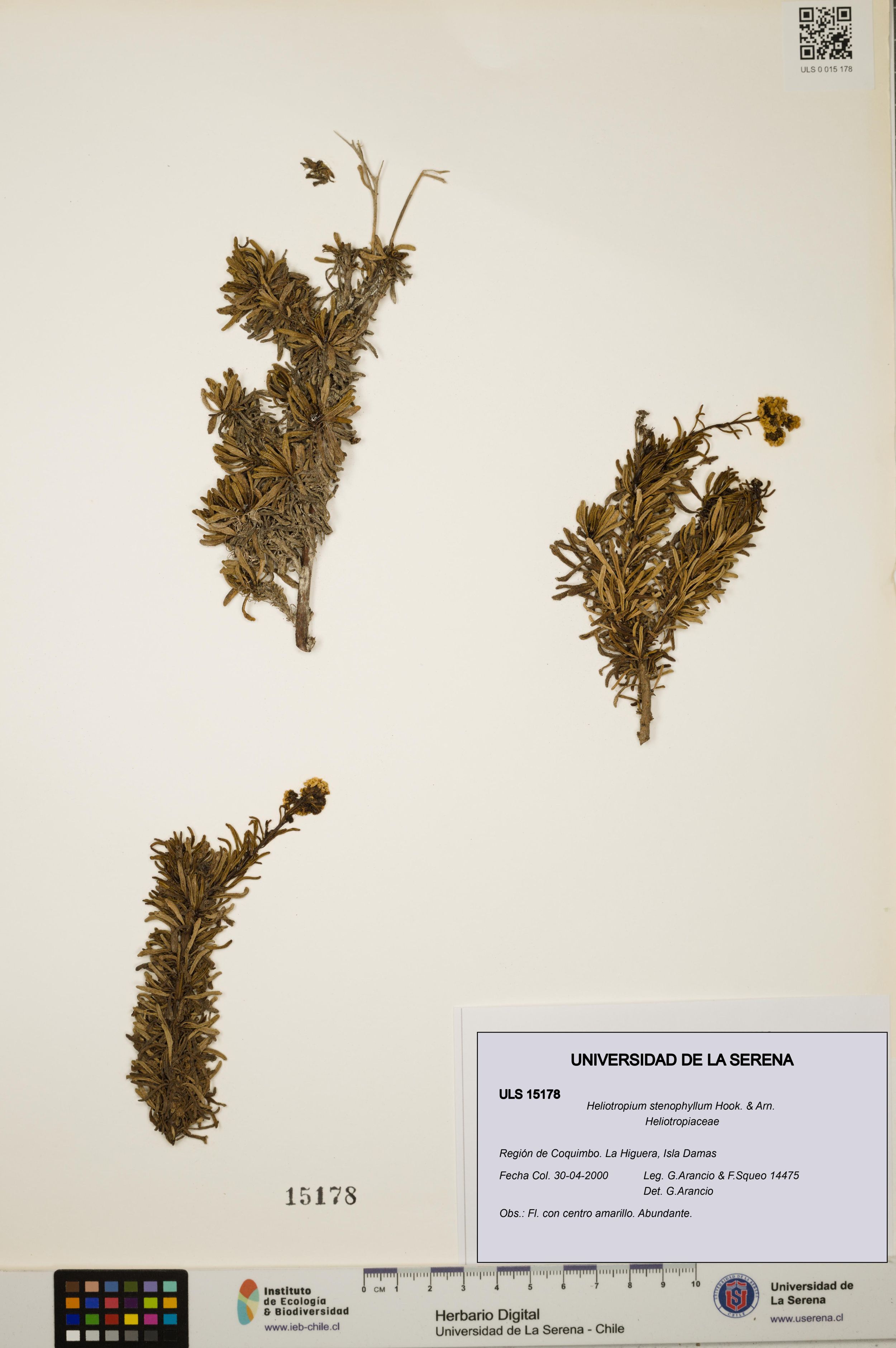 Heliotropium stenophyllum [Espécimen: ]