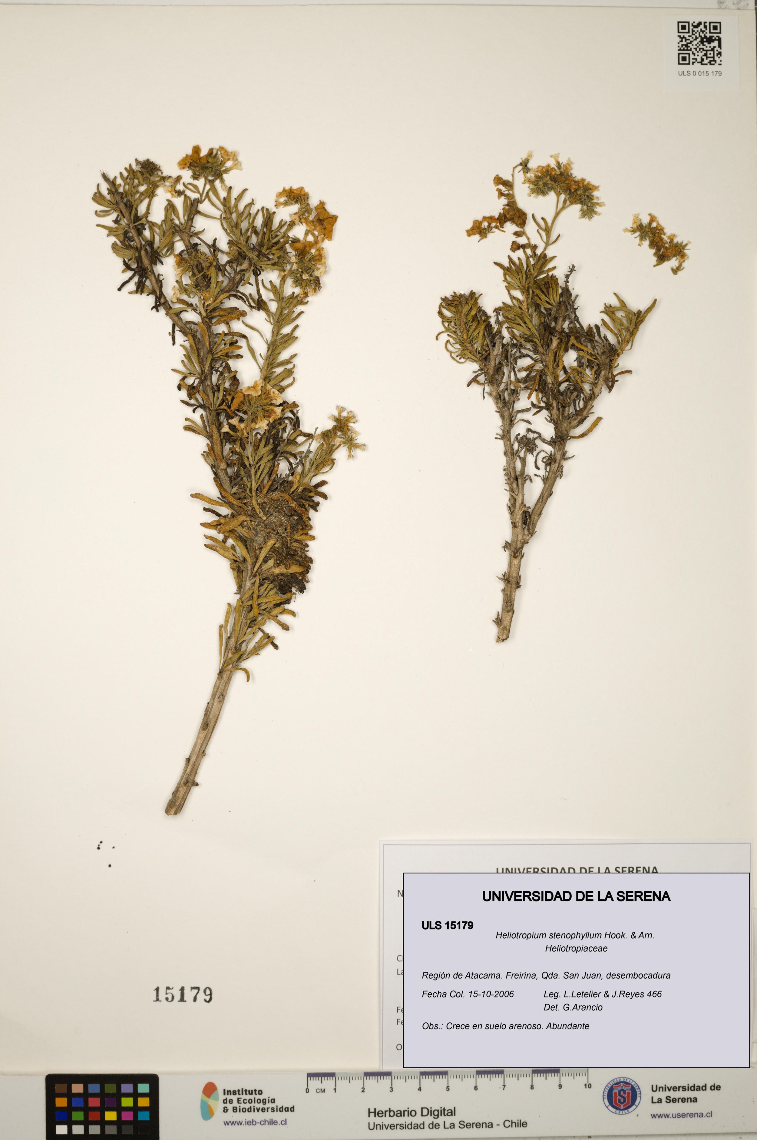 Heliotropium stenophyllum [Espécimen: ]