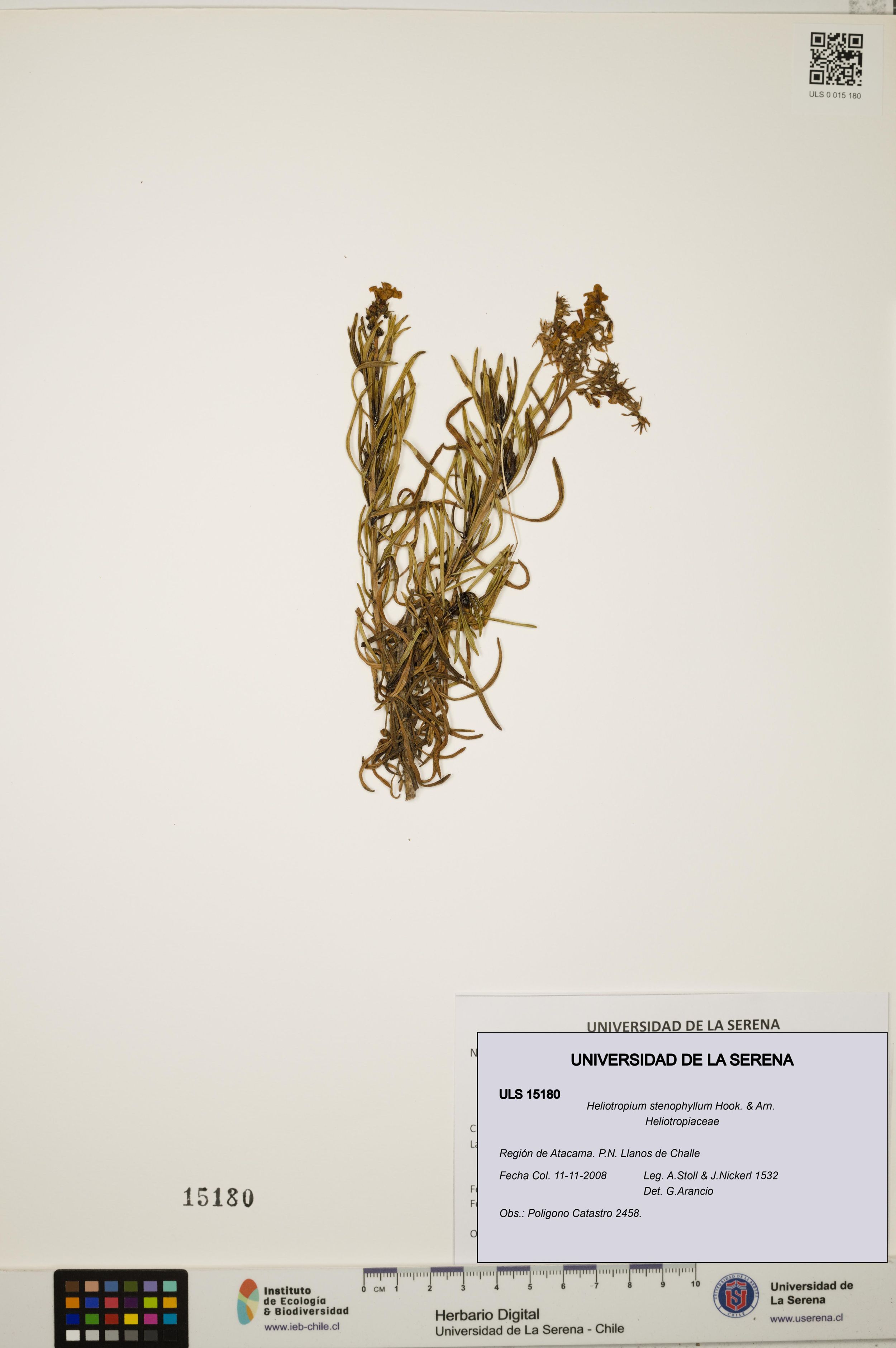 Heliotropium stenophyllum [Espécimen: ]