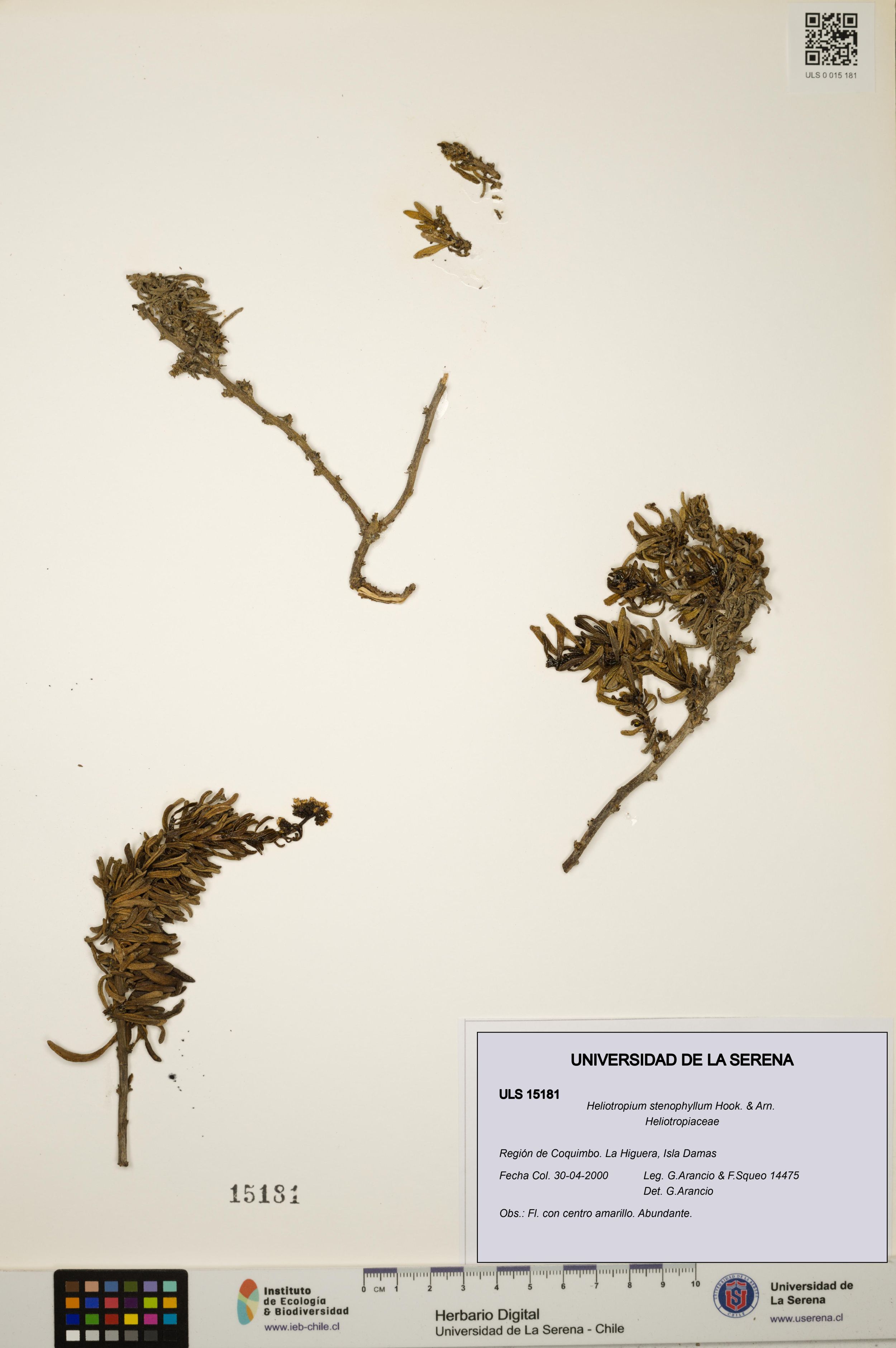 Heliotropium stenophyllum [Espécimen: ]