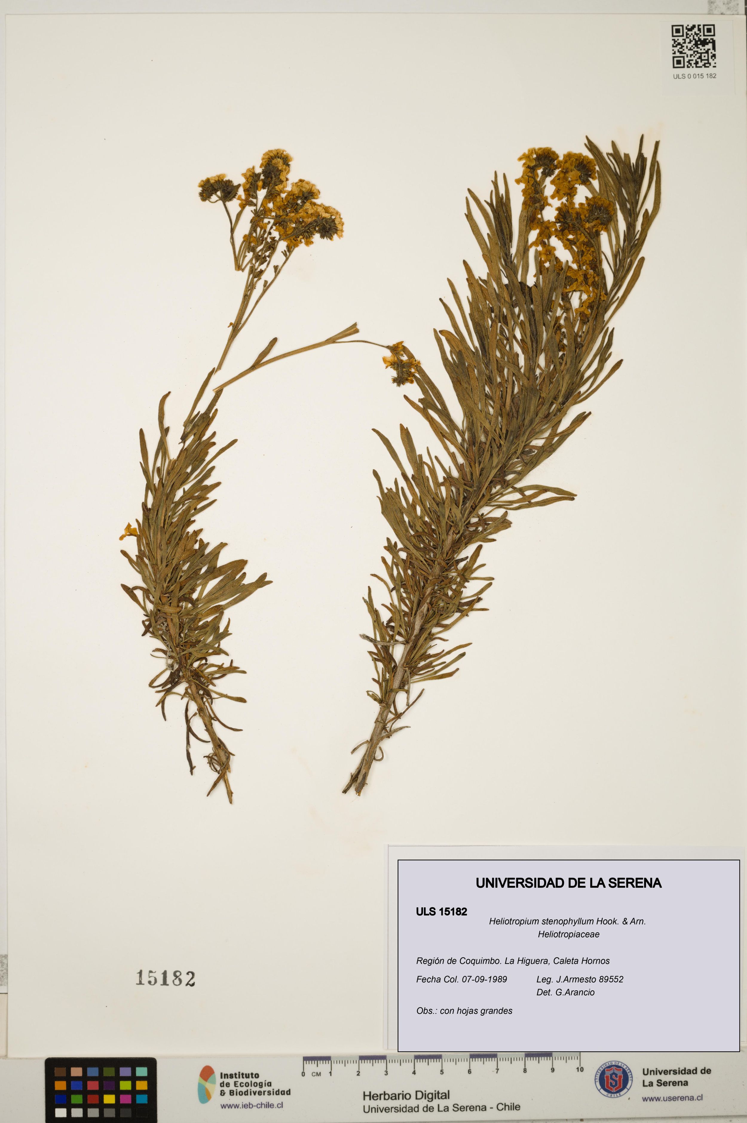 Heliotropium stenophyllum [Espécimen: ]