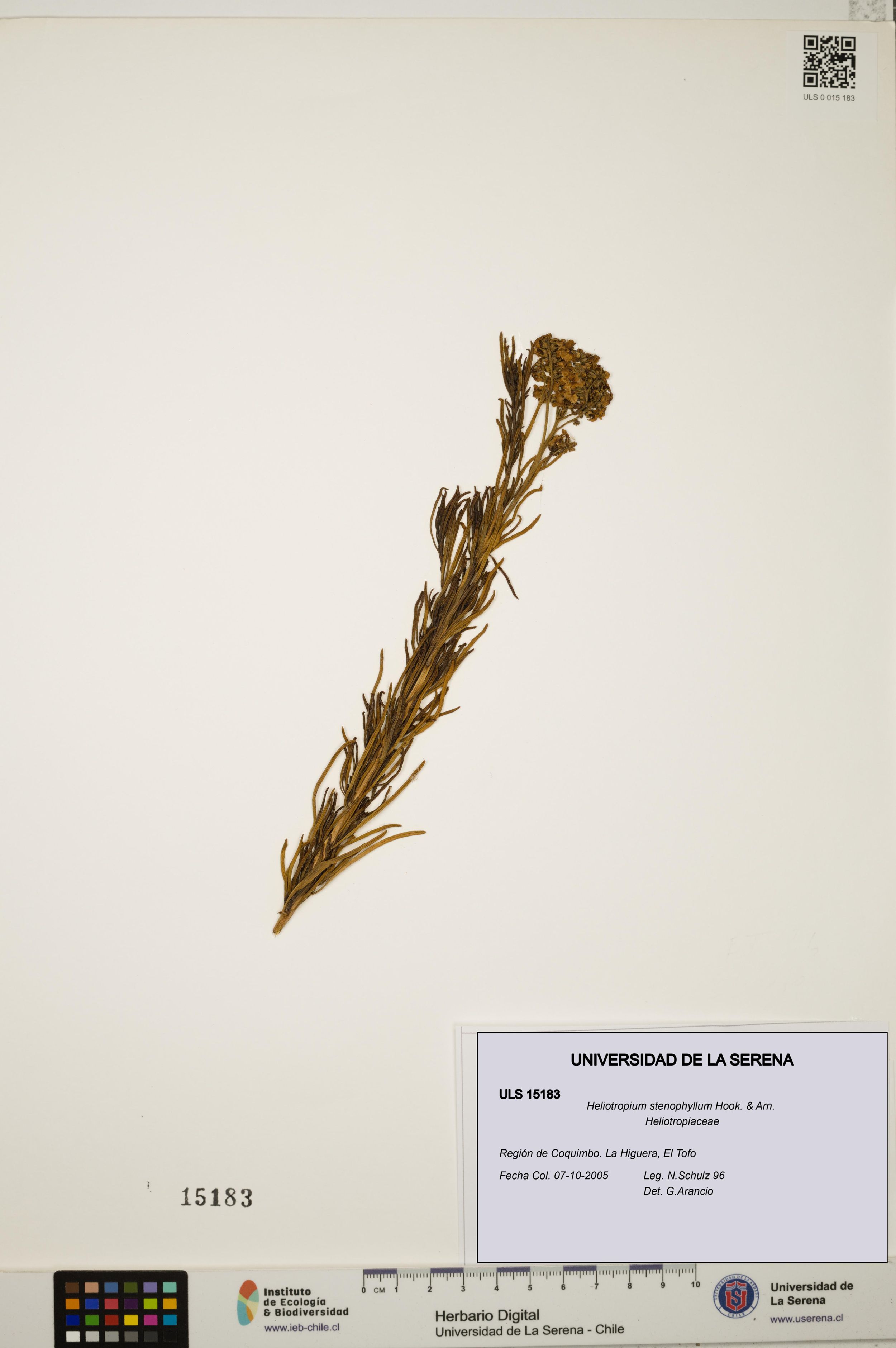 Heliotropium stenophyllum [Espécimen: ]