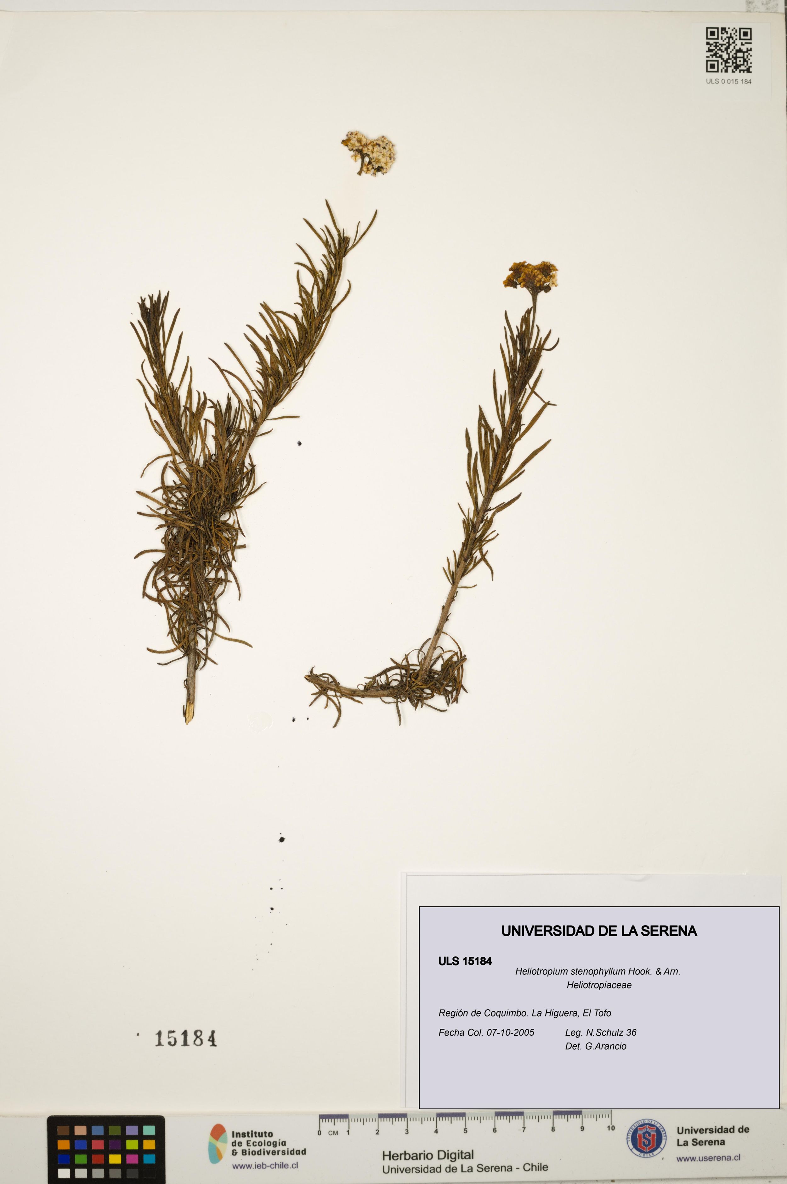 Heliotropium stenophyllum [Espécimen: ]