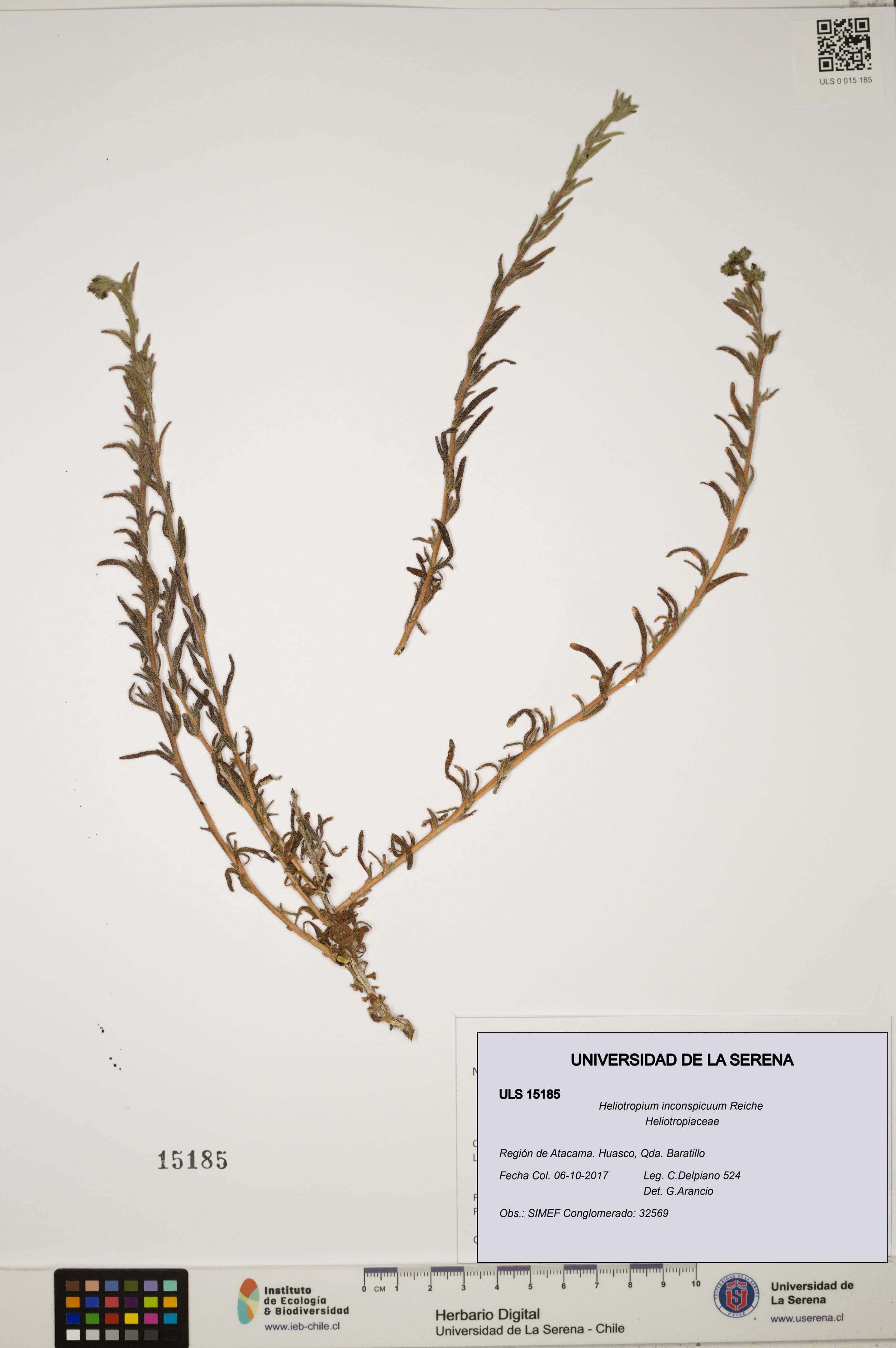 Heliotropium inconspicuum [Espécimen: ]